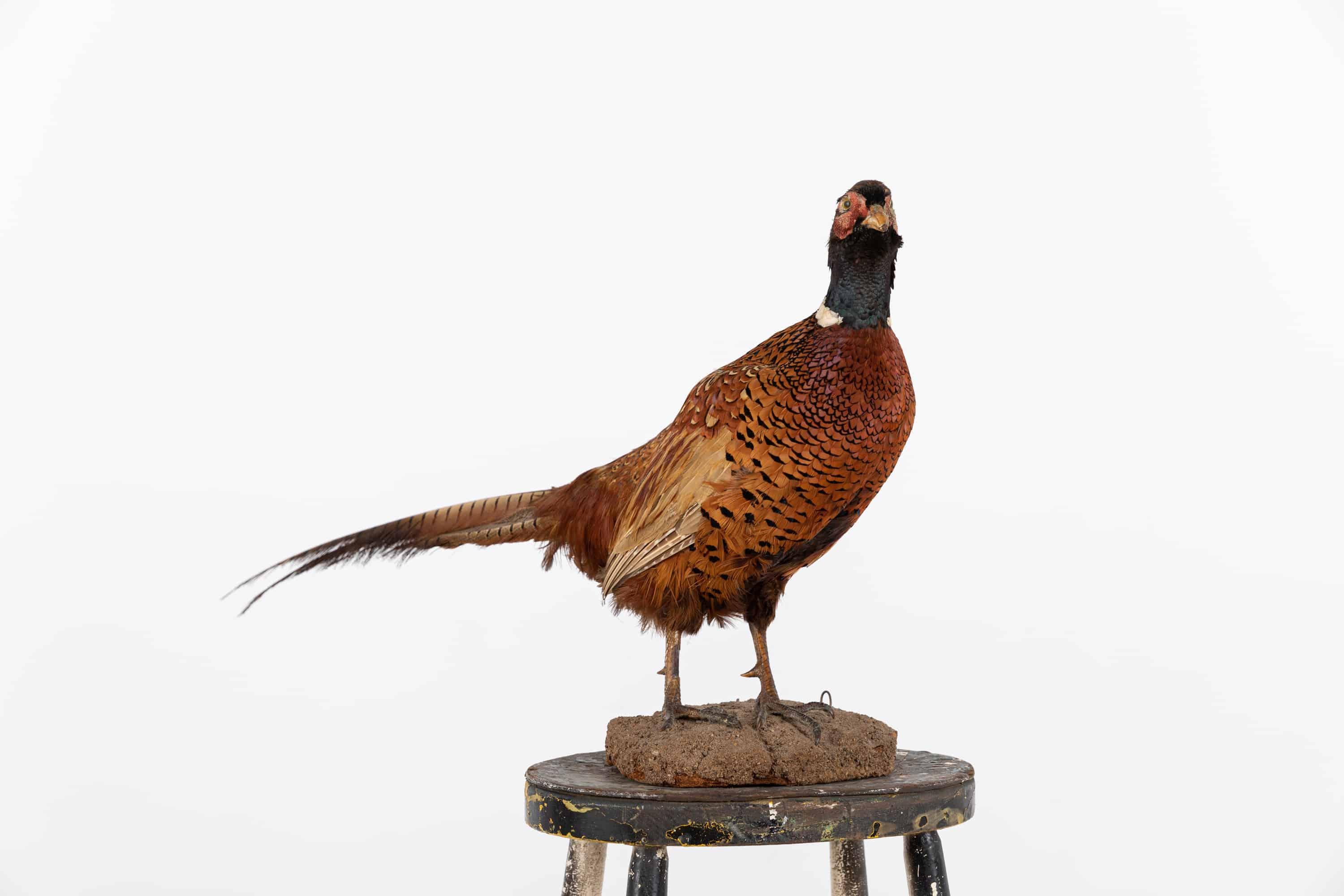 A nicely presented taxidermy pheasant. early 20th century.

A very attractive game bird, professionally stuffed and mounted to small diarama which can be hung on a wall if preferred.