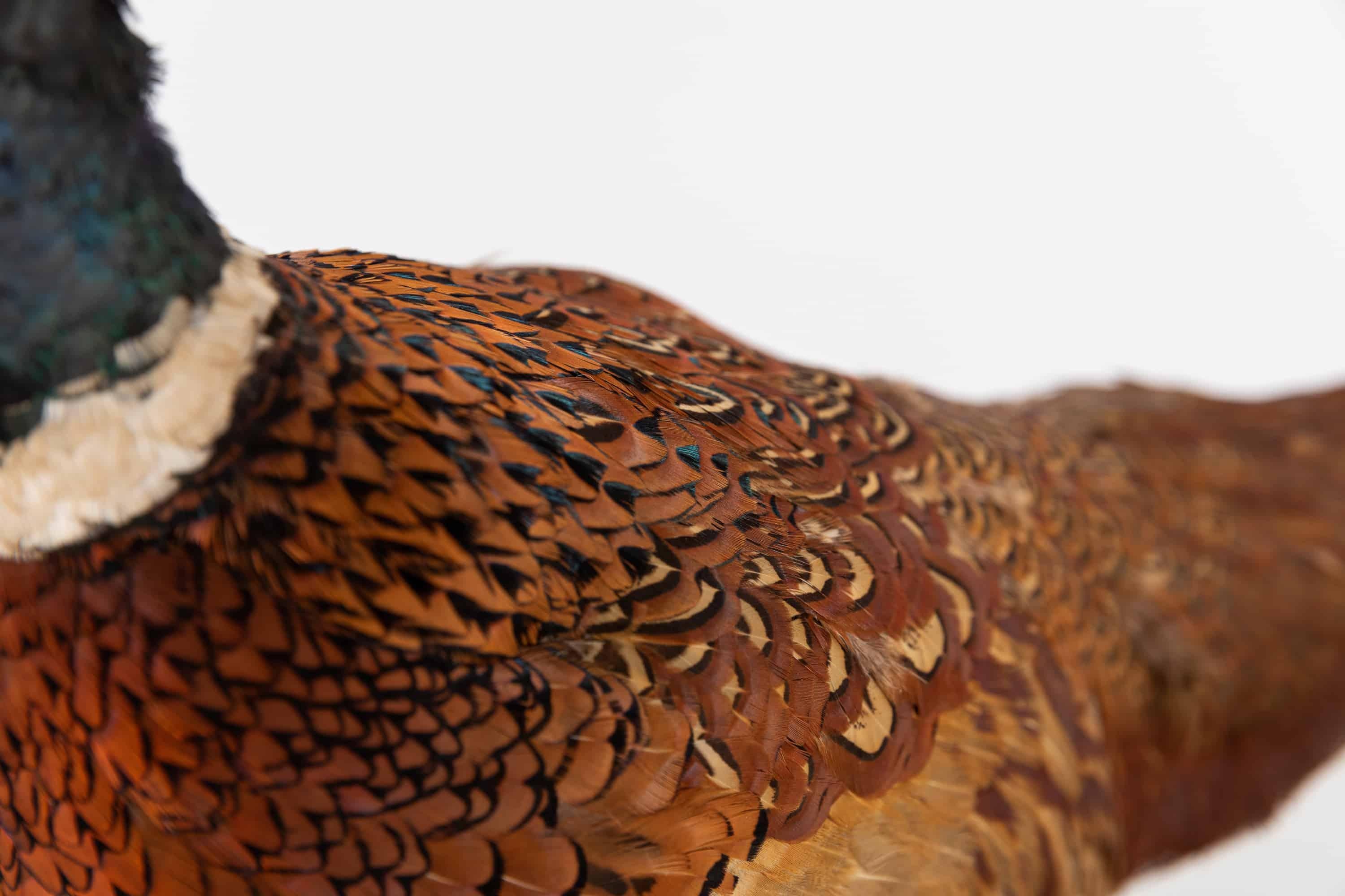 English Antique Vintage Early 20th Century Pheasant Taxidermy Model