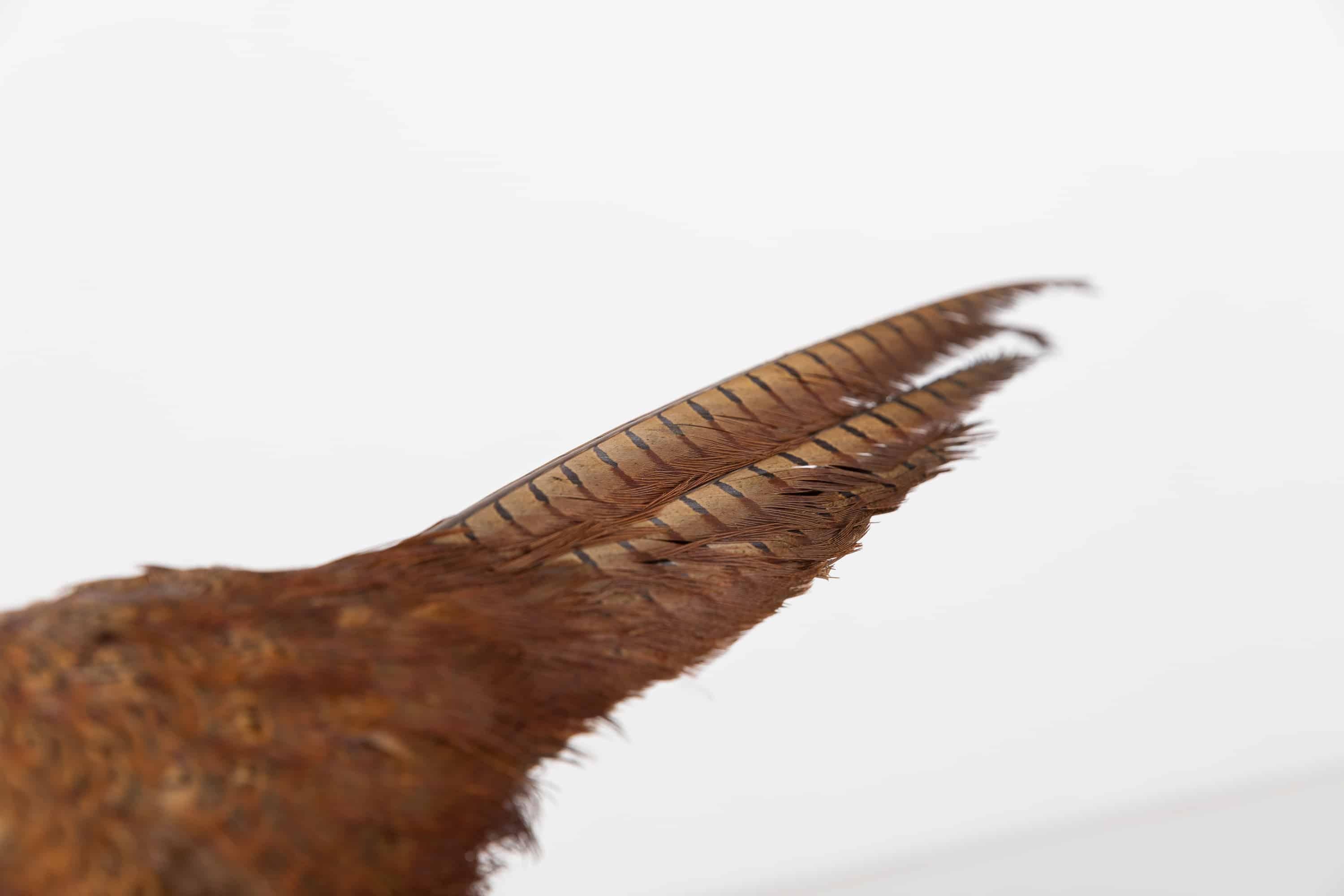 Hand-Crafted Antique Vintage Early 20th Century Pheasant Taxidermy Model