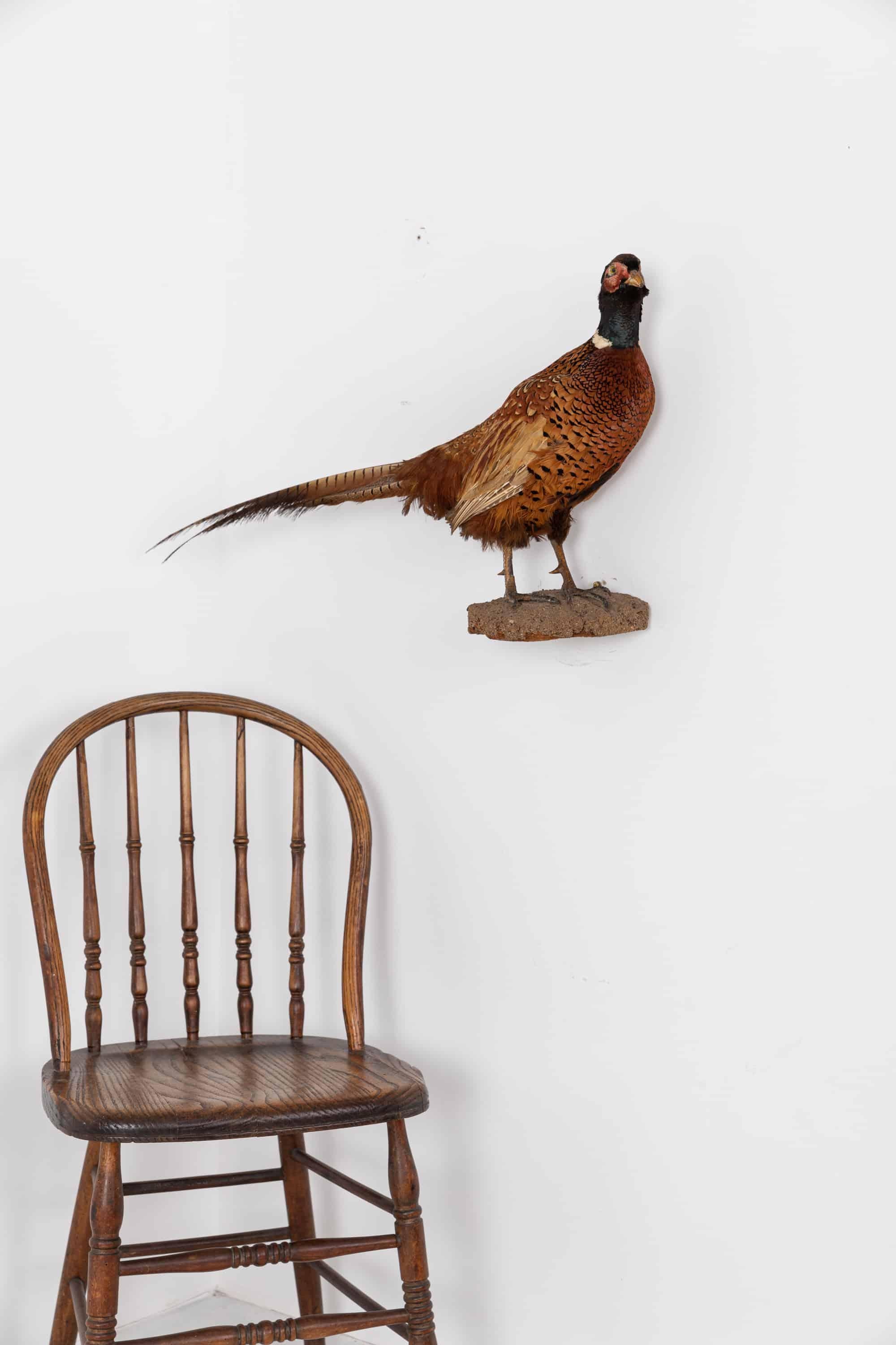 Antique Vintage Early 20th Century Pheasant Taxidermy Model In Fair Condition In London, GB