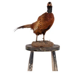 Antique Vintage Early 20th Century Pheasant Taxidermy Model