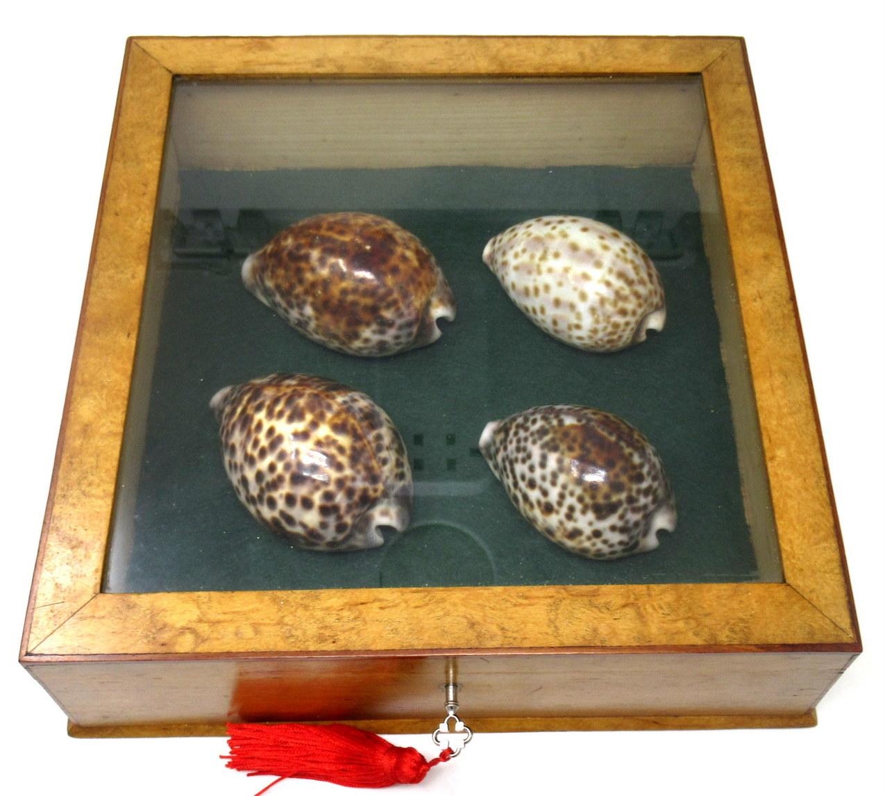 An exceptionally fine well figured Satinwood & Mahogany strung Ladies or Gentlemans Jewellery Casket of outstanding quality and condition, last quarter of the Twentieth Century, enclosing a set of four large Cowrie Shells from the Nineteenth Century