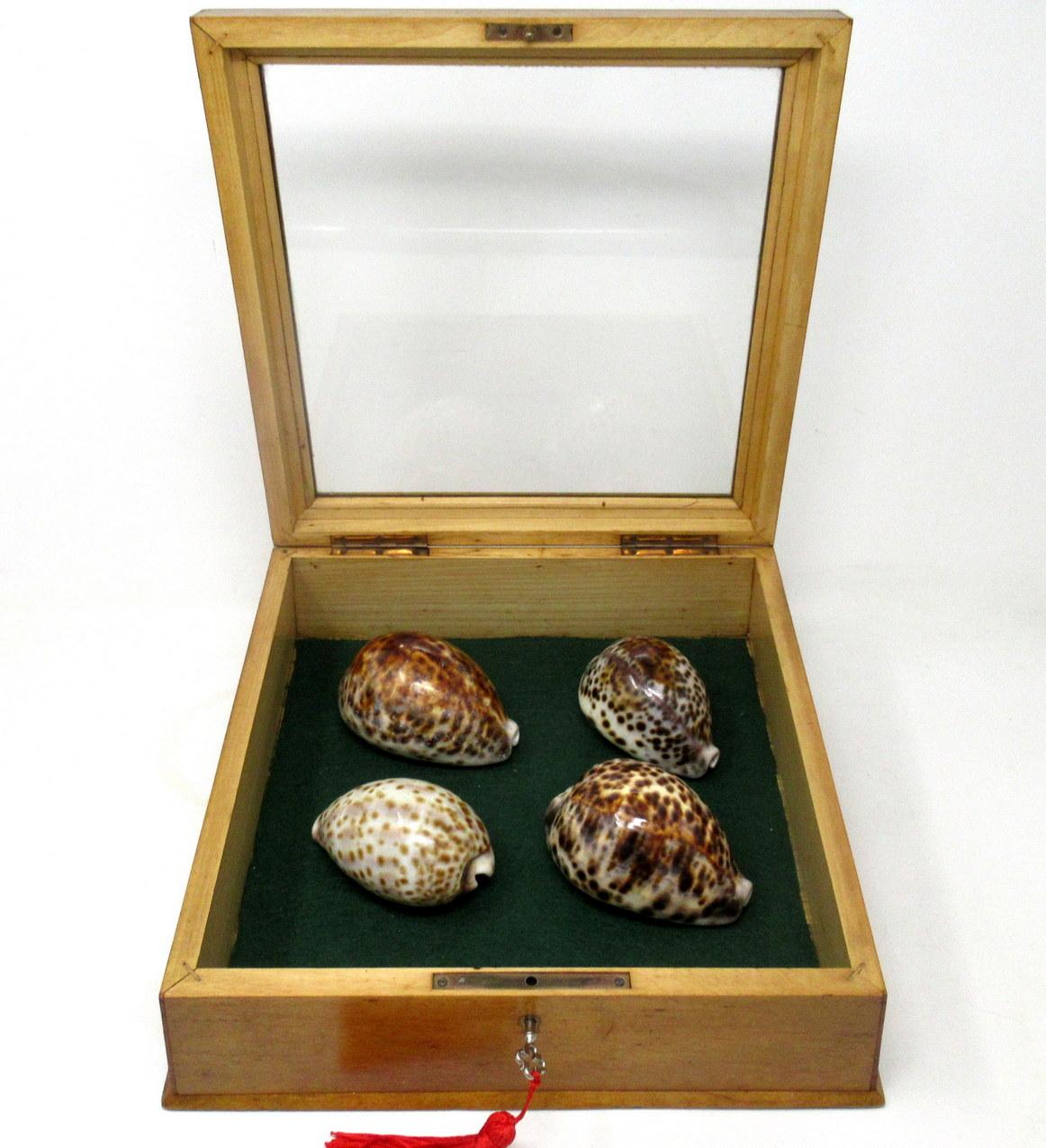 English Antique Vintage Satinwood Mahogany Jewellery Casket Table Box Cowrie Shells