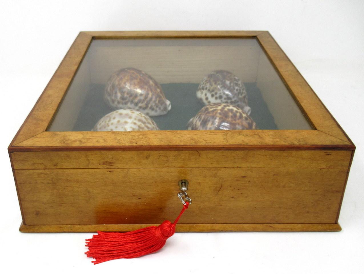 20th Century Antique Vintage Satinwood Mahogany Jewellery Casket Table Box Cowrie Shells