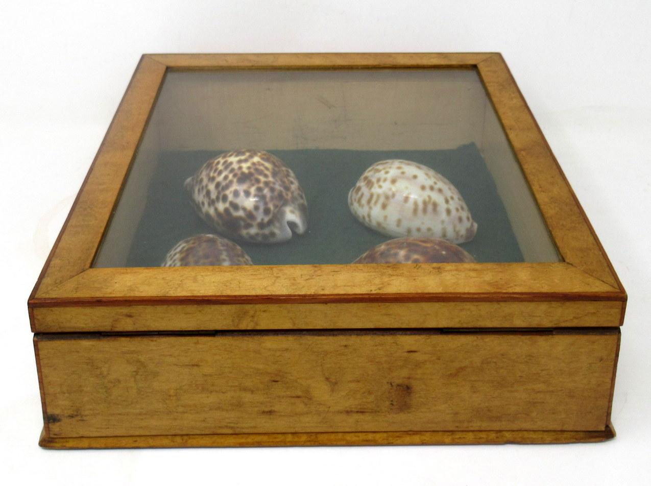 Brass Antique Vintage Satinwood Mahogany Jewellery Casket Table Box Cowrie Shells