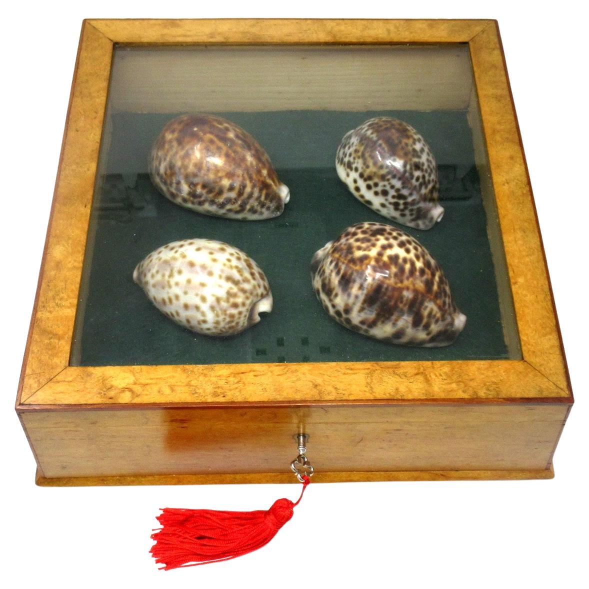 Antique Vintage Satinwood Mahogany Jewellery Casket Table Box Cowrie Shells