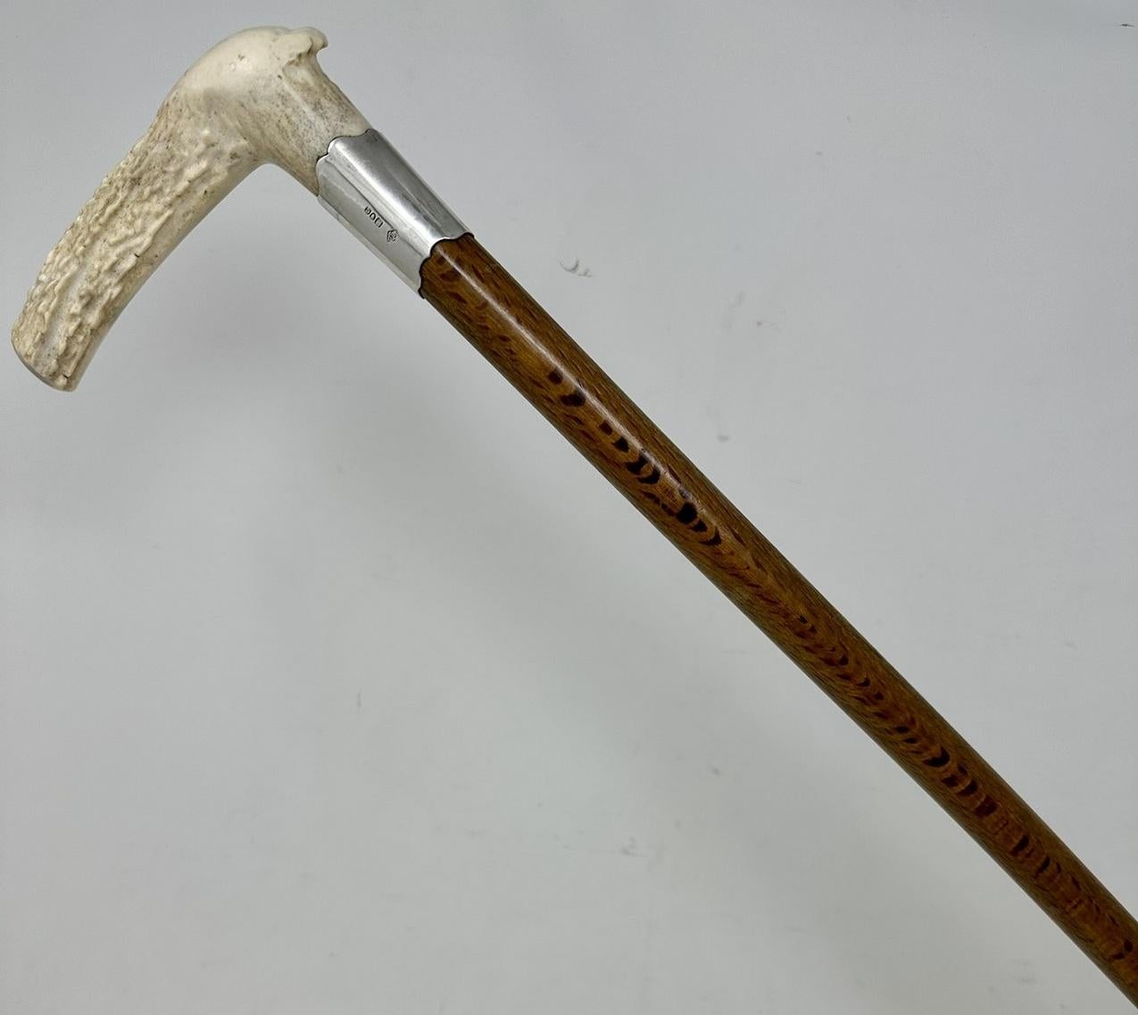 Superb Speckled Honey Toned Malacca Lady's or Gentlemans Walking Stick of outstanding quality Stick with Tau shaped Grip with plain silver mount ending with its original bi-metal (brass and steel) ferrule. 
The naturalistic Stag Antler Horn grip