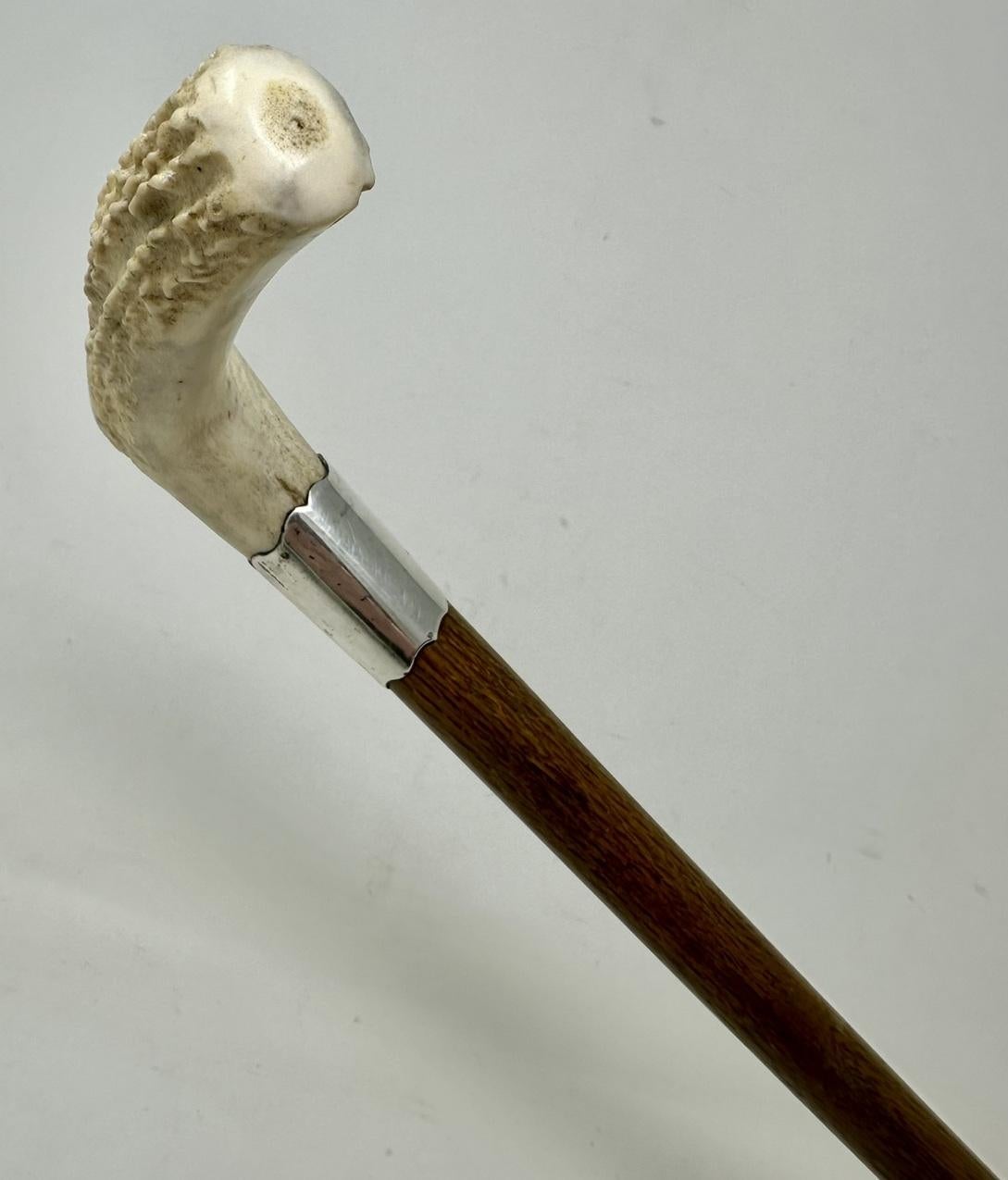Antique Vintage Wooden Stag Antler Horn Walking Stick Cane Sterling Silver 1899  2