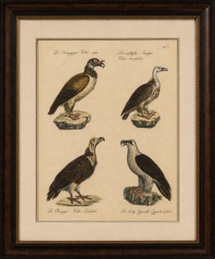 Antique Vultures & Birds of Prey Lithograph by Brodtmann, 1816