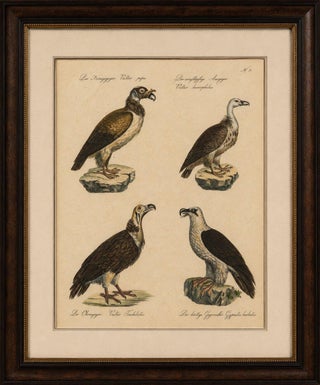 Antique Vultures & Birds of Prey Lithograph by Brodtmann, 1816, view 2