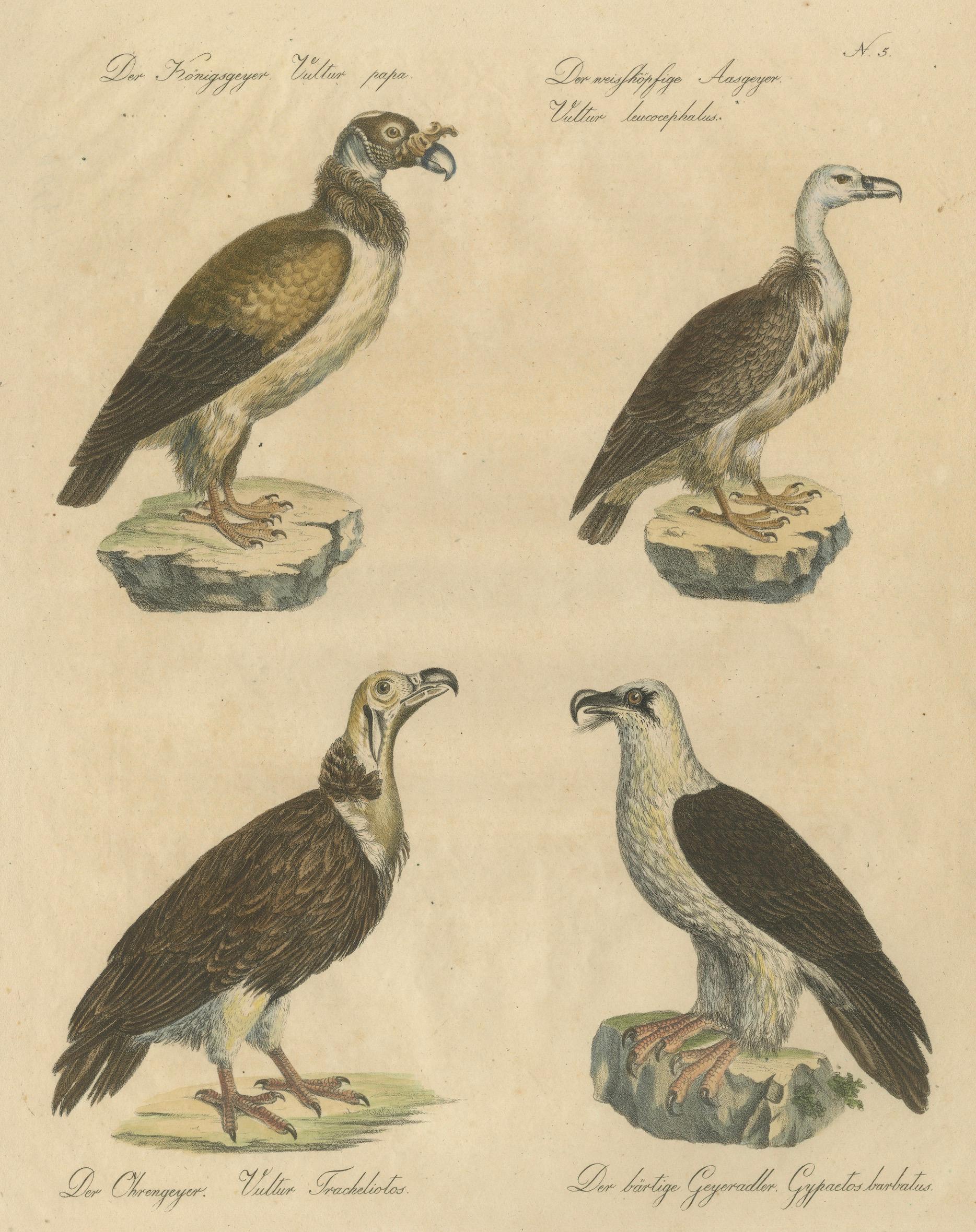Antique Vultures & Birds of Prey Lithograph by Brodtmann, 1816