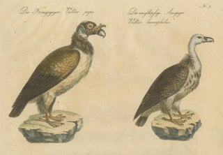 Antique Vultures & Birds of Prey Lithograph by Brodtmann, 1816, view 4