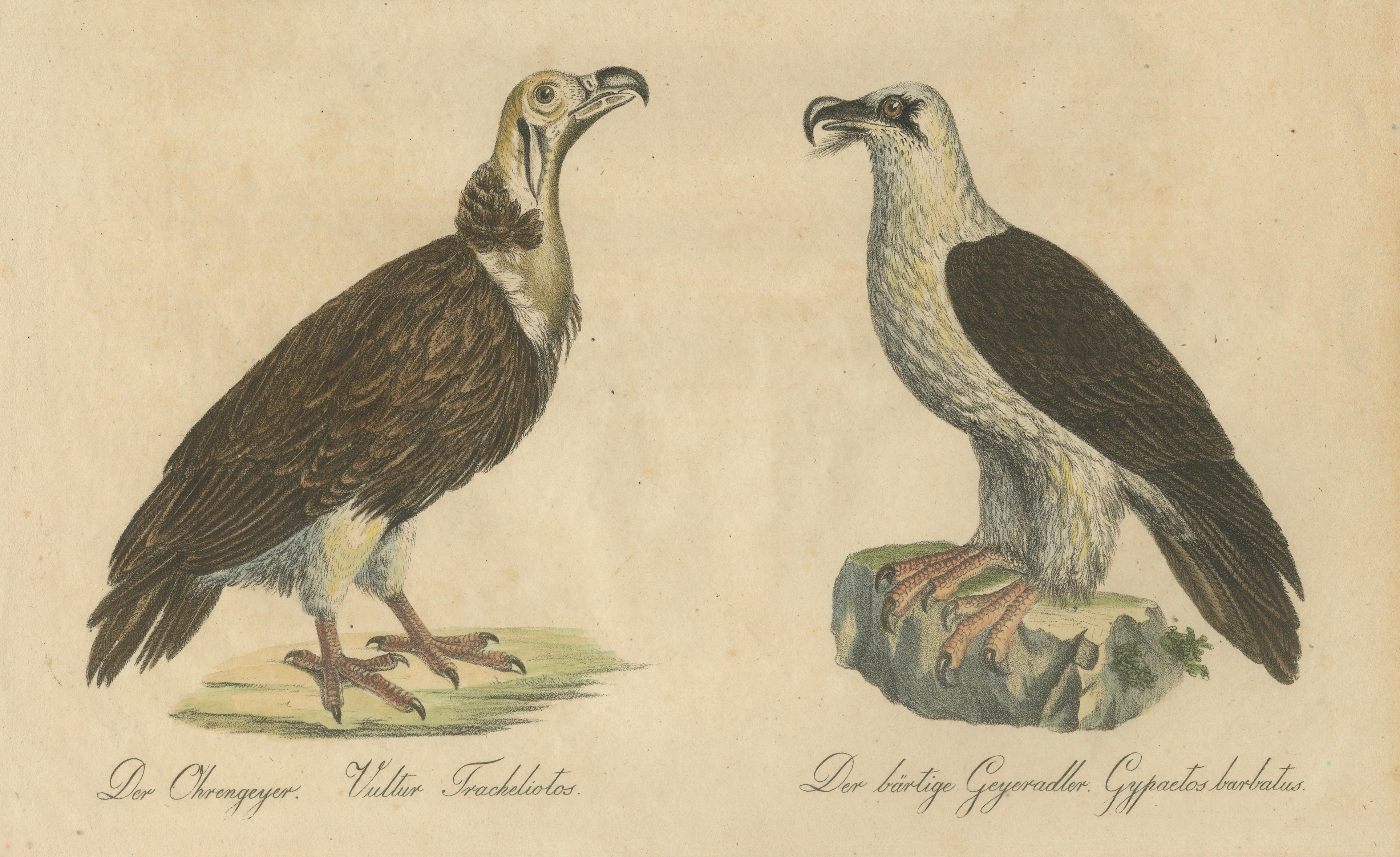 Antique Vultures & Birds of Prey Lithograph by Brodtmann, 1816