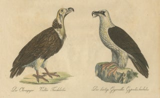 Antique Vultures & Birds of Prey Lithograph by Brodtmann, 1816, view 5