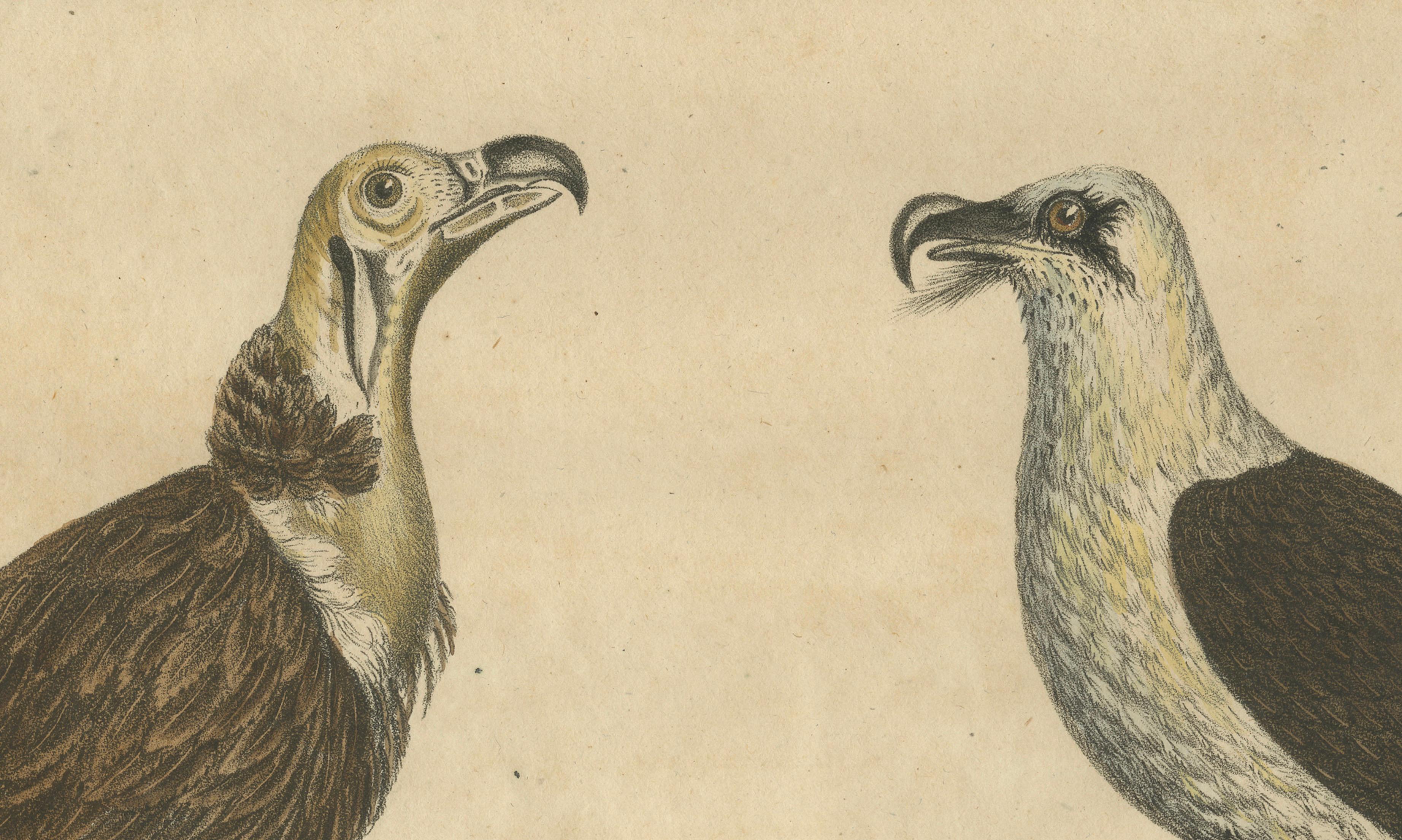 Antique Vultures & Birds of Prey Lithograph by Brodtmann, 1816