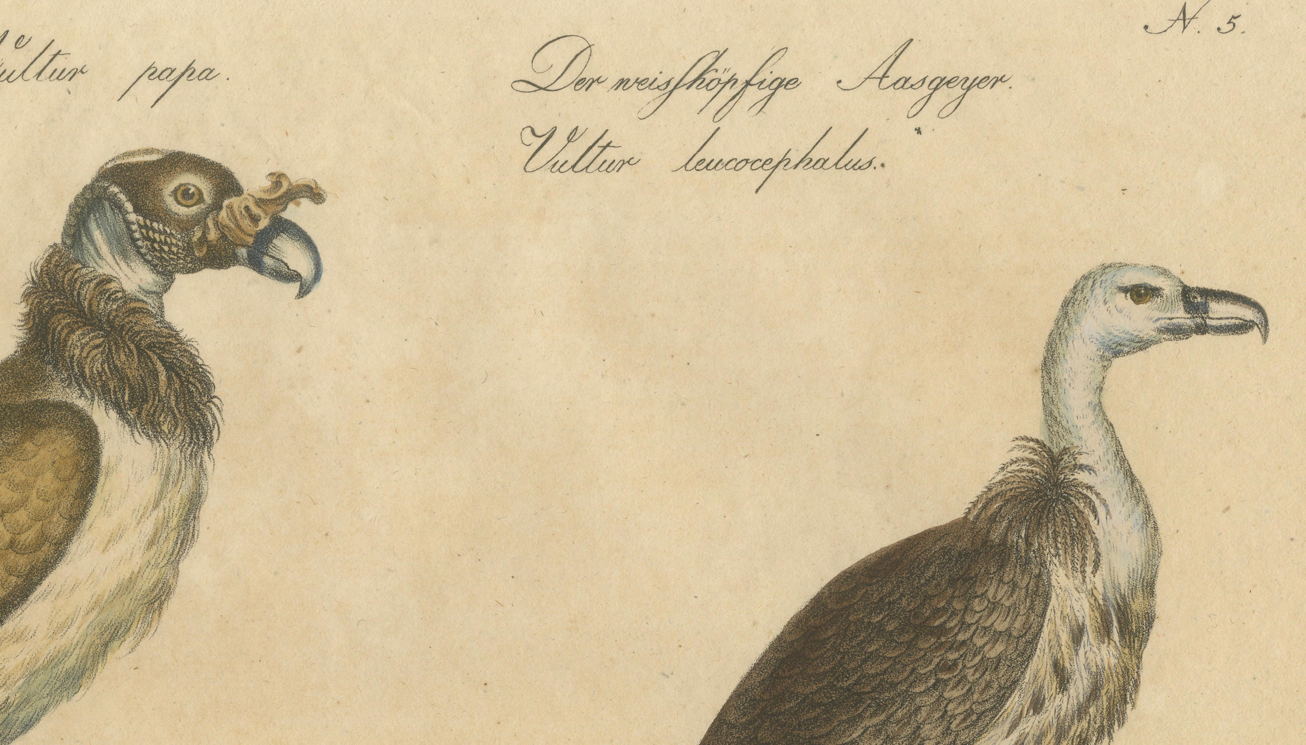 Antique Vultures & Birds of Prey Lithograph by Brodtmann, 1816