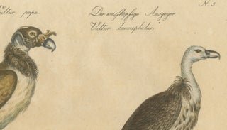 Antique Vultures & Birds of Prey Lithograph by Brodtmann, 1816, view 7