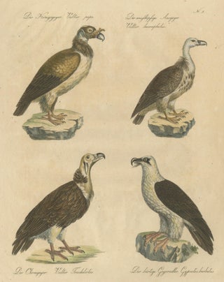 Antique Vultures & Birds of Prey Lithograph by Brodtmann, 1816, view 8