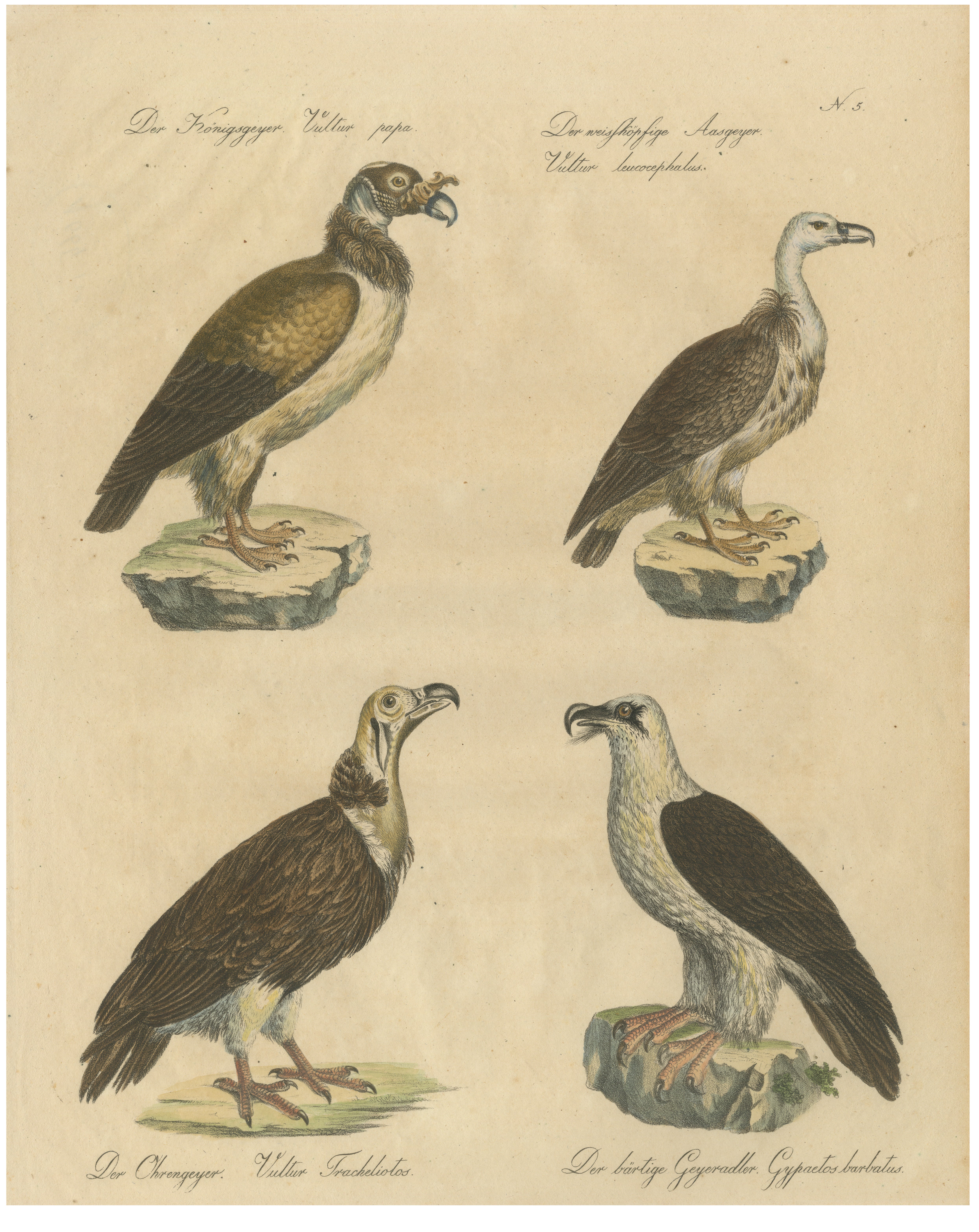 Antique Vultures & Birds of Prey Lithograph by Brodtmann, 1816