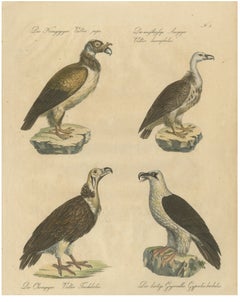 Antique Vultures & Birds of Prey Lithograph by Brodtmann, 1816