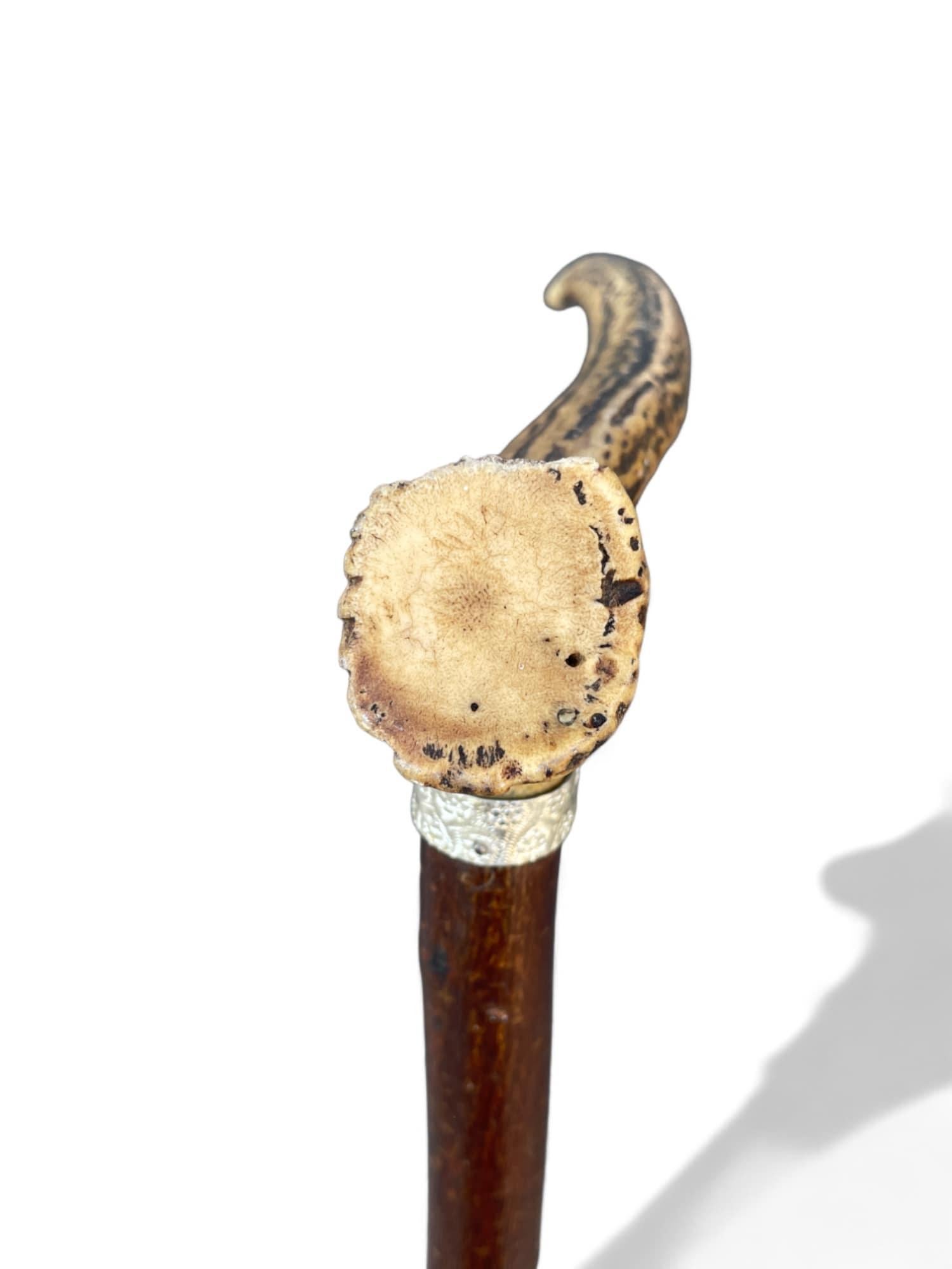 Early 20th Century Antique Walking Stick with Roe Deer Horn For Sale