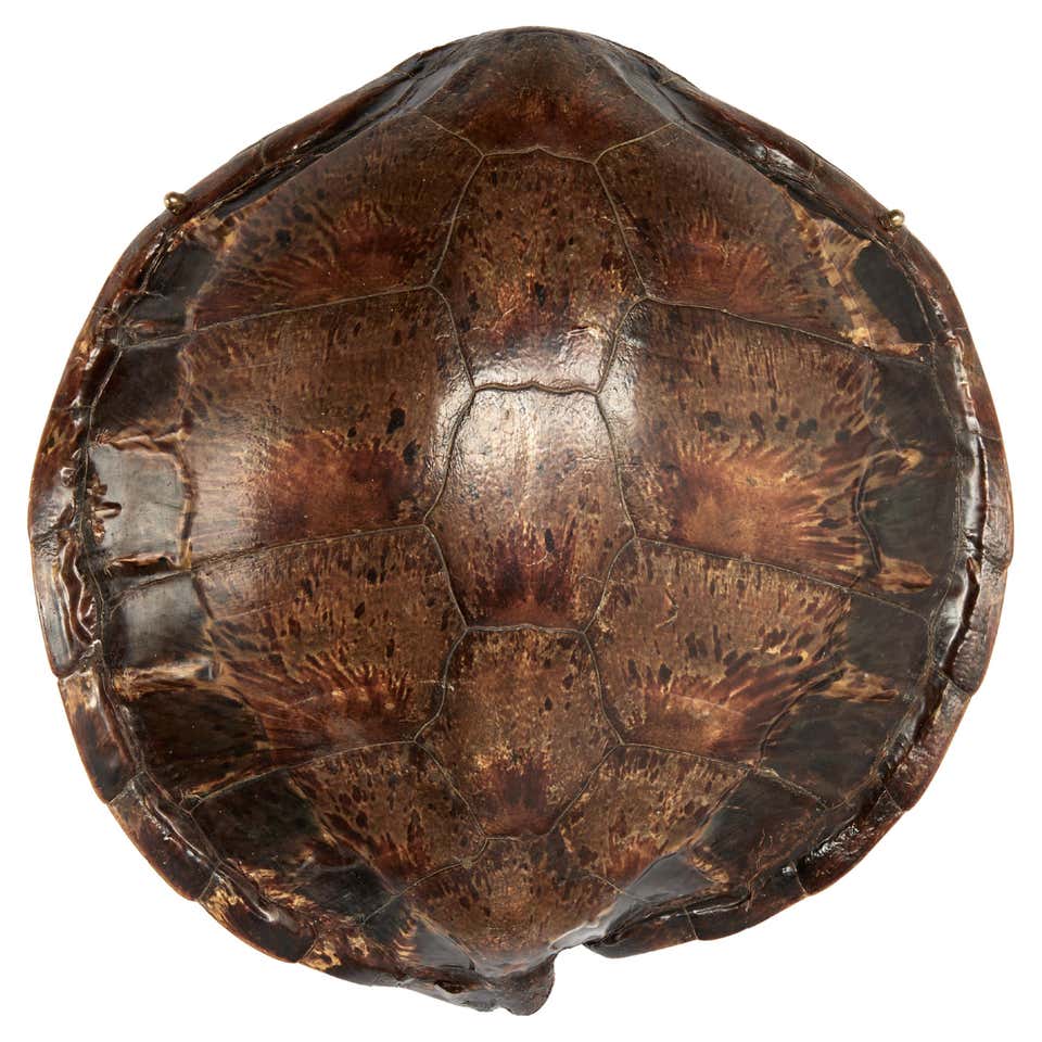 Decorative Faux Turtle Shell on Wrought Iron Stand For Sale at 1stDibs ...