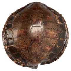 Esemplari naturali