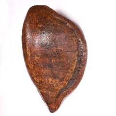 Antique Wall Mount Turtle Shell