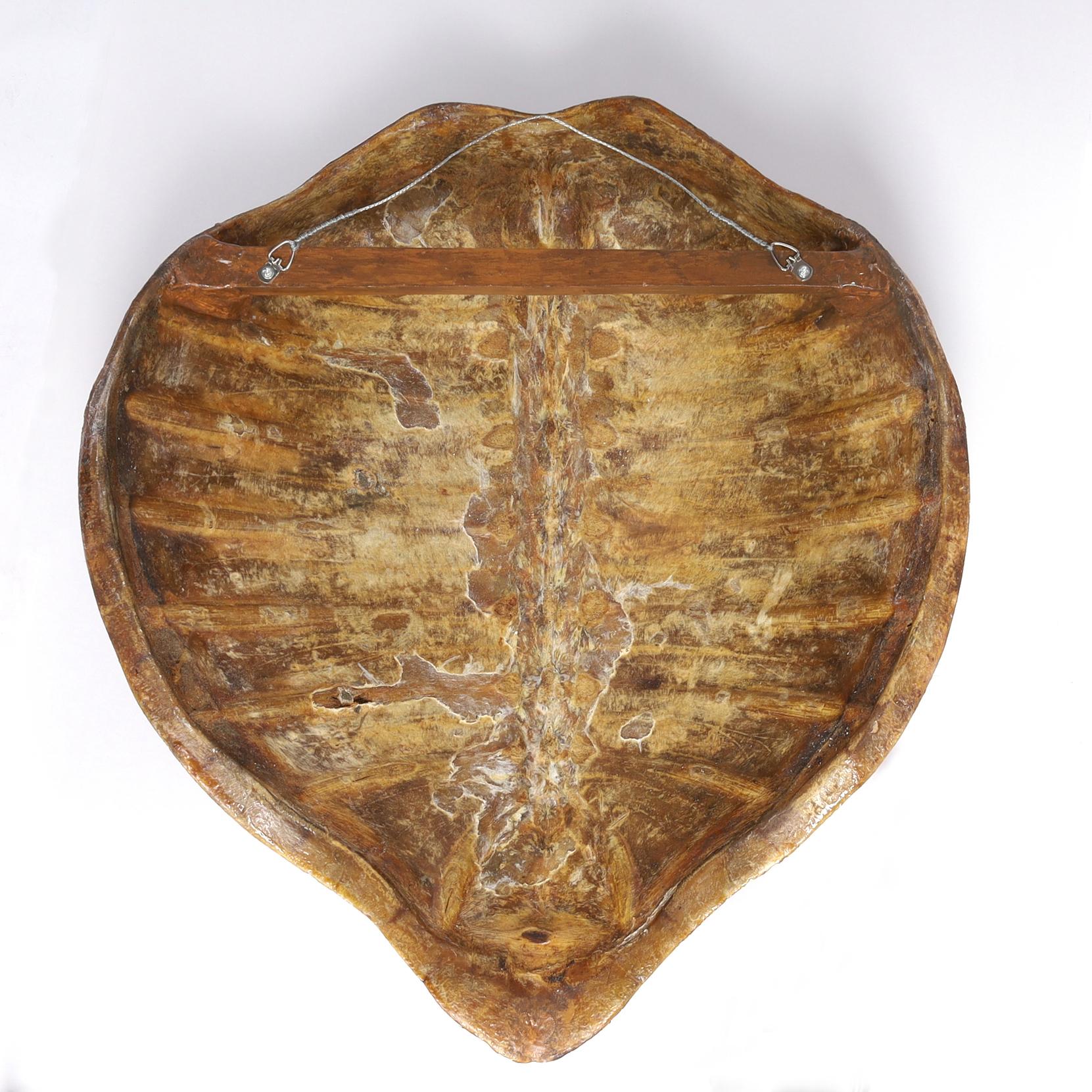Turtle Shell Mounts Antique Wall Mount Turtle Shell For Sale at 1stDibs