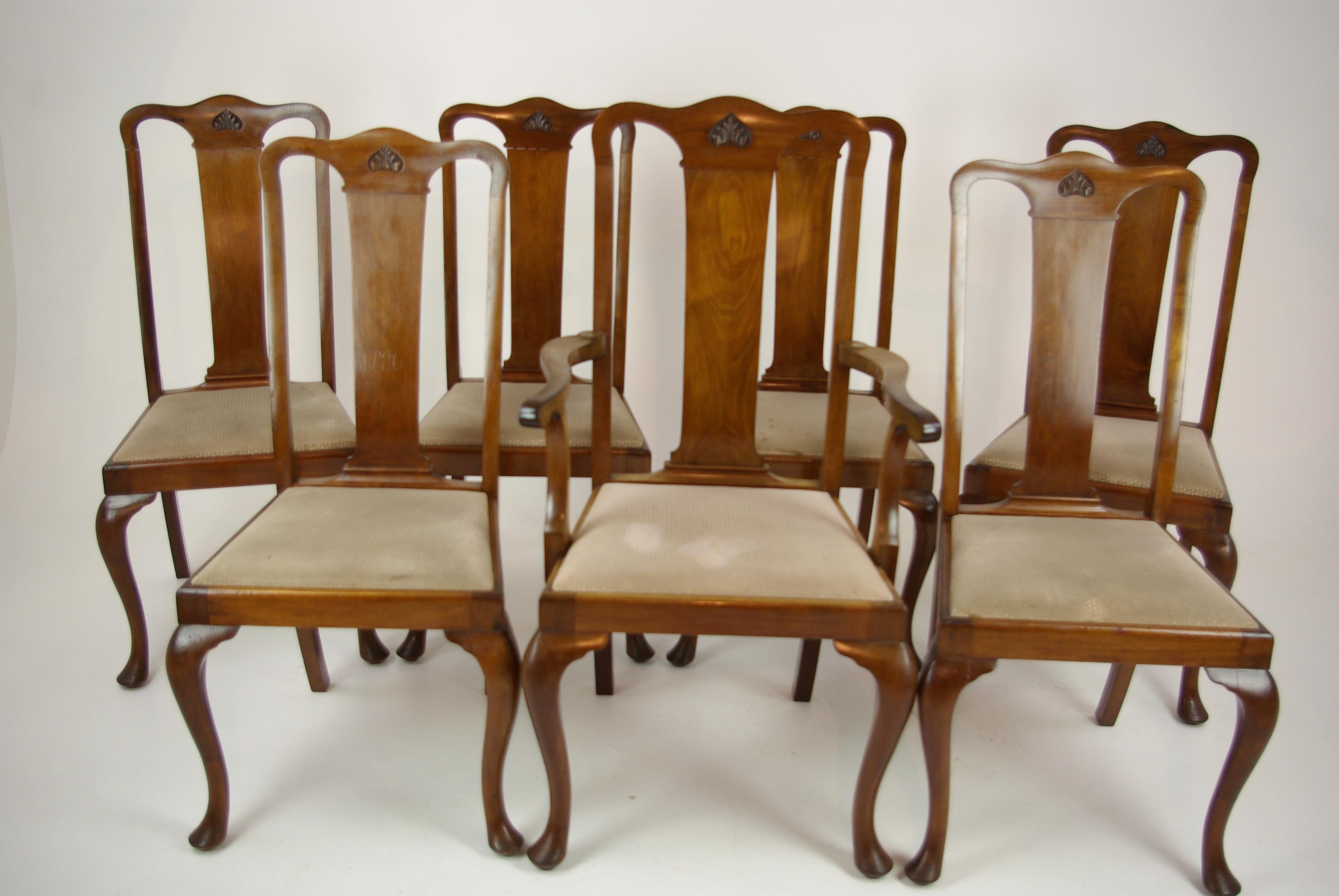 Antique Walnut Chairs, Queen Anne Chairs, 7 Dining Chairs, Scotland 1920, B1196 5