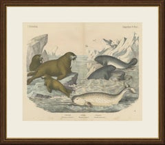 Antique Walrus and Narwhal Print, Arctic Sea Scene with Manatee, circa 1890