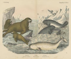 Antique Walrus and Narwhal Print, Arctic Sea Scene with Manatee, circa 1890