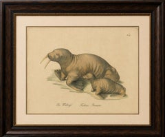 Antique Walrus Lithograph by Karl Joseph Brodtmann, 1816