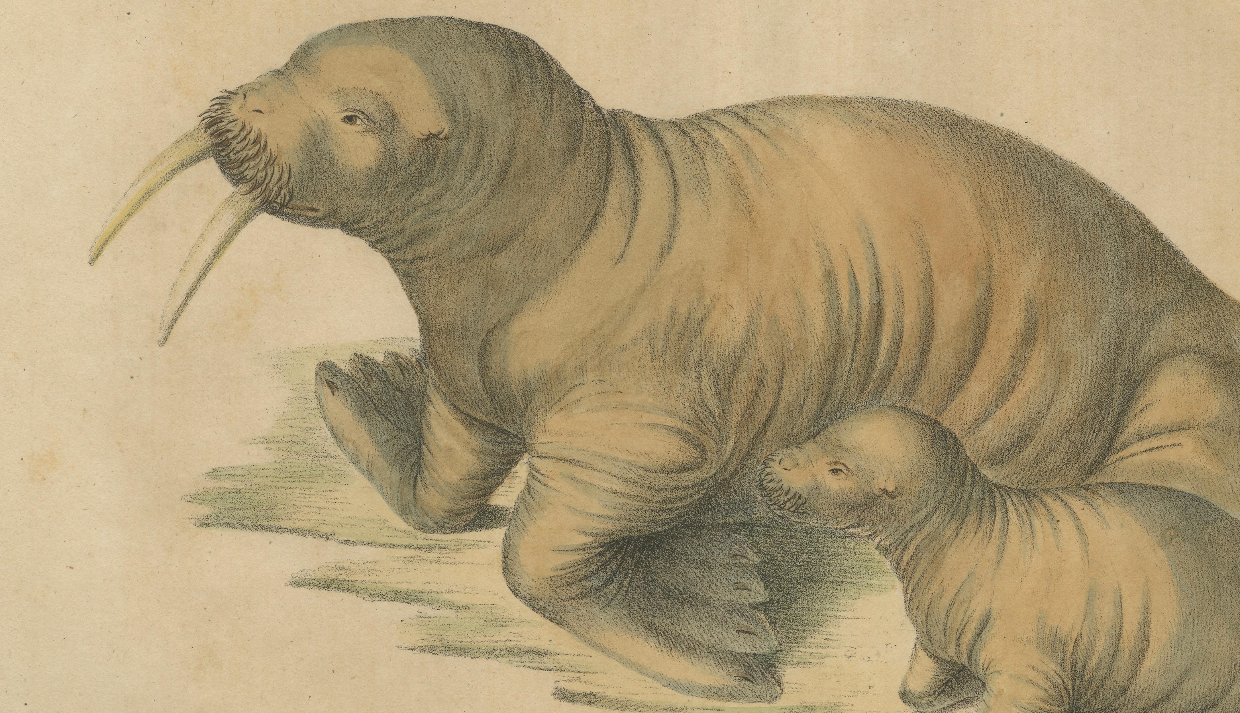 Antique Walrus Lithograph by Karl Joseph Brodtmann, 1816