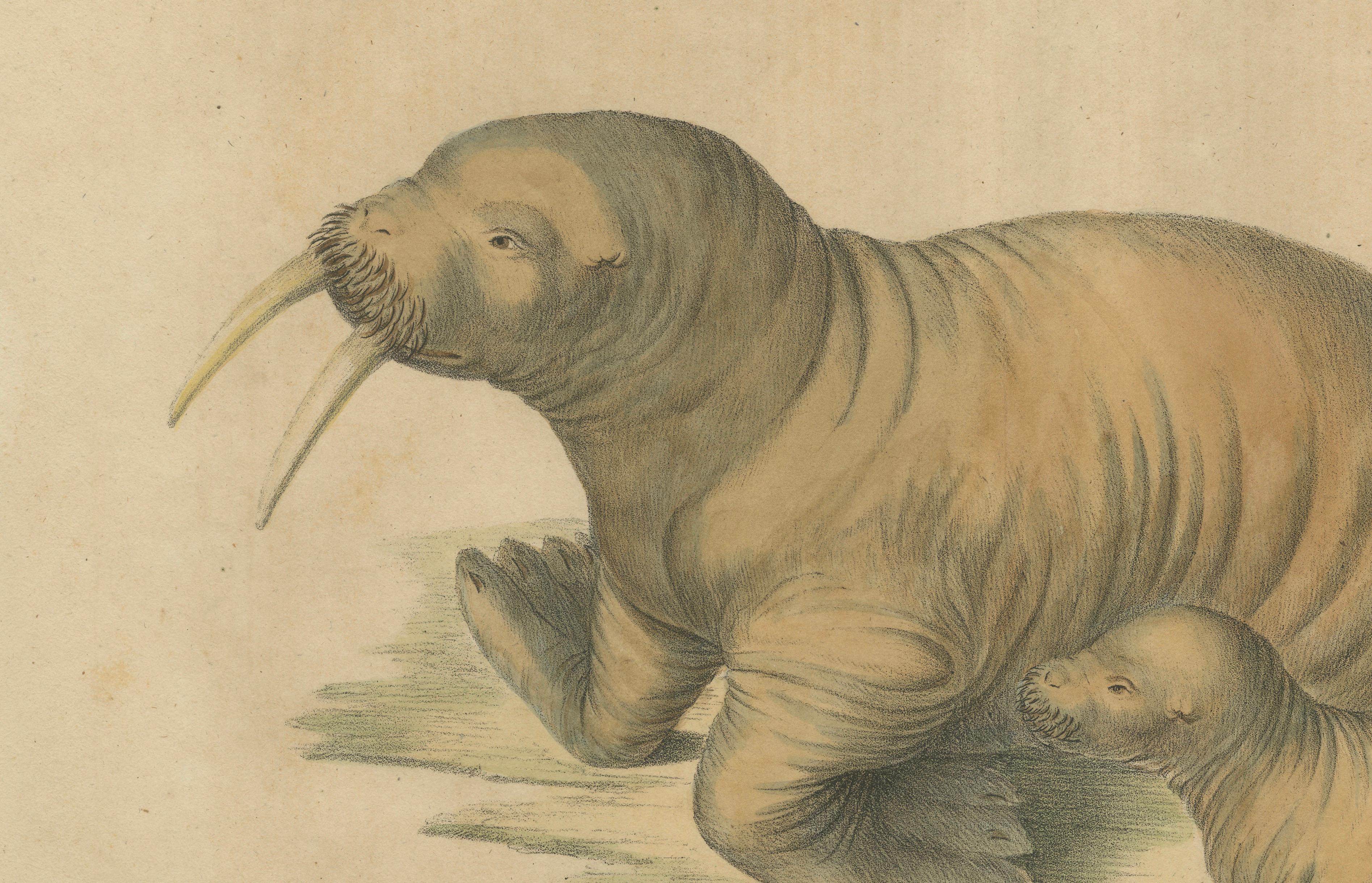 Antique Walrus Lithograph by Karl Joseph Brodtmann, 1816