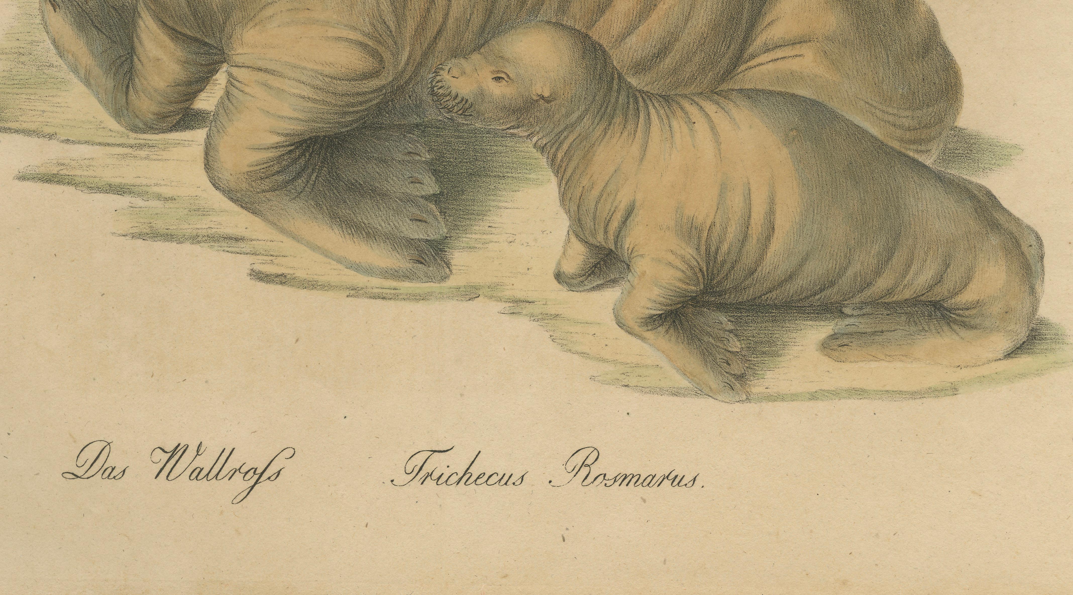Antique Walrus Lithograph by Karl Joseph Brodtmann, 1816
