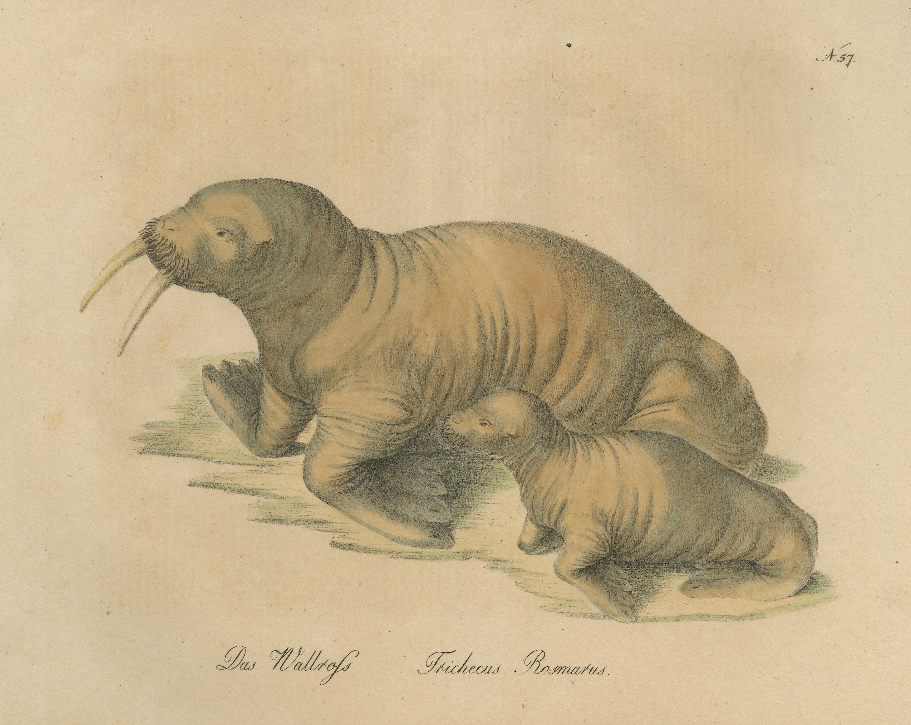 Antique Walrus Lithograph by Karl Joseph Brodtmann, 1816