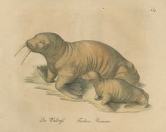 Antique Walrus Lithograph by Karl Joseph Brodtmann, 1816