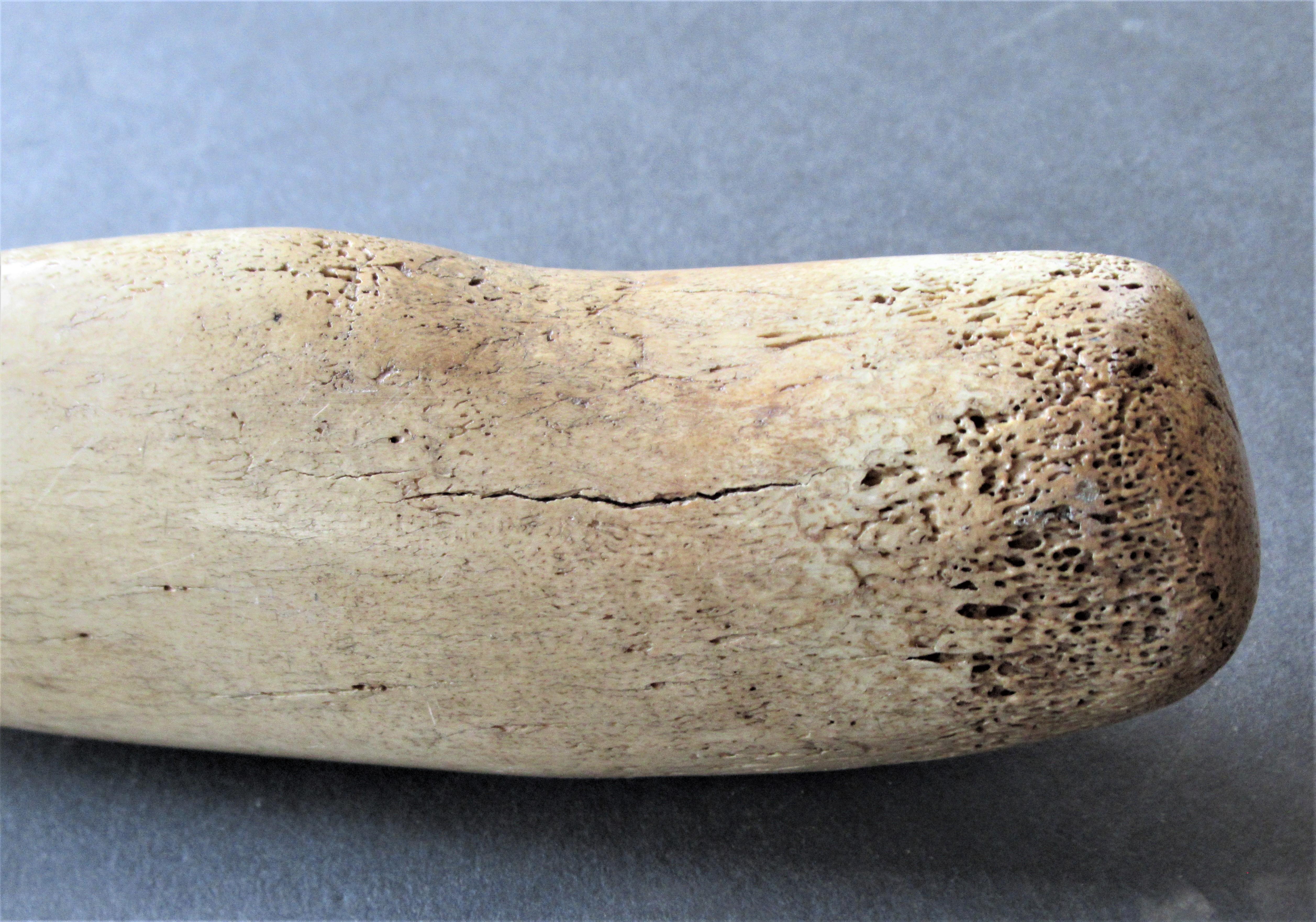 Antique fossil specimen of a walrus penis bone - Baculum - also known as an 
