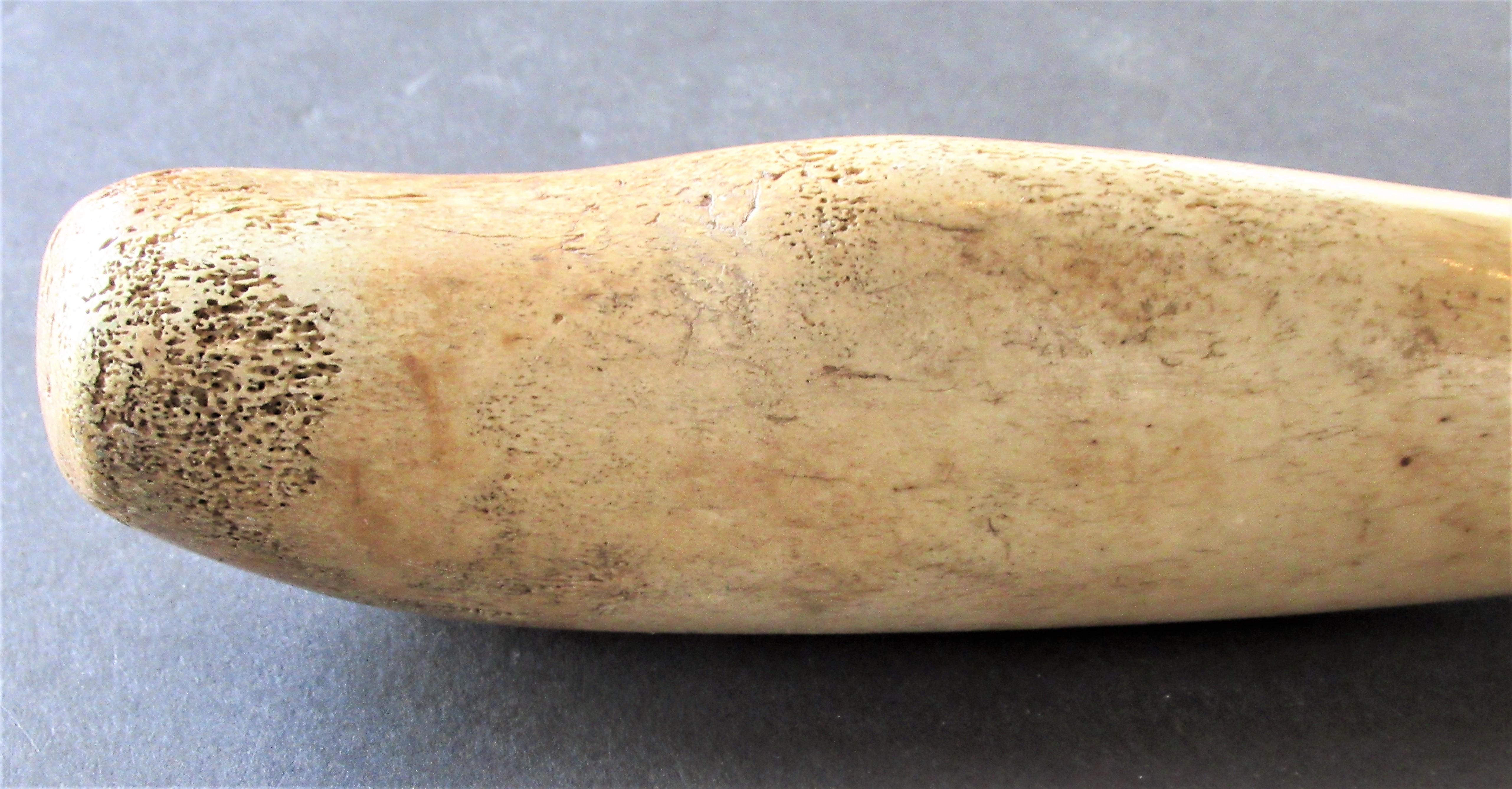 walrus baculum for sale