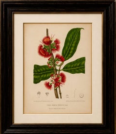 Cromolitografia botanica d’epoca raffigurante un fiore di mela cerosa, opera di Hoola van Nooten, 1880 circa