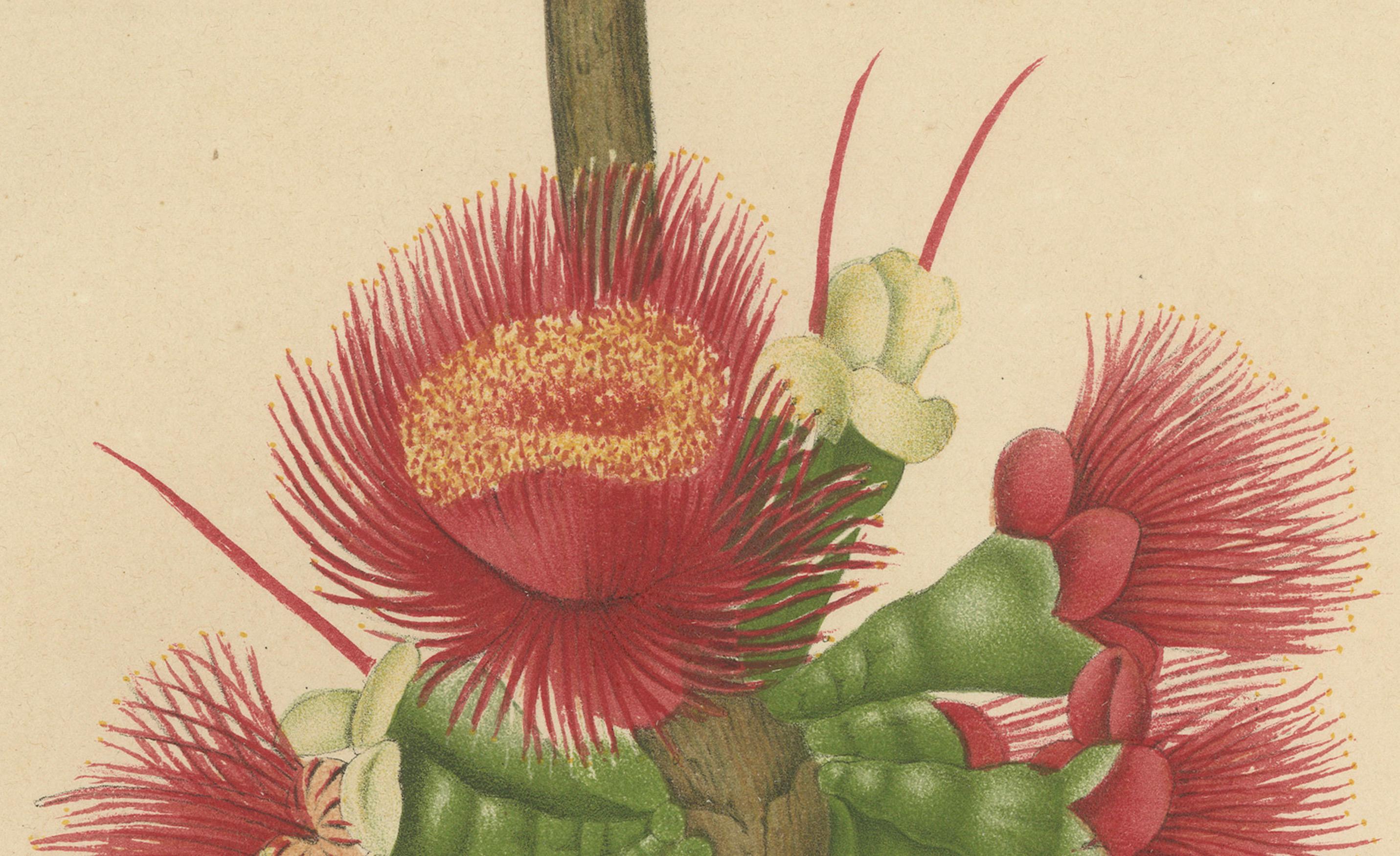 Antique Wax Apple Blossom Botanical Chromolithograph by Hoola van Nooten, c.1880