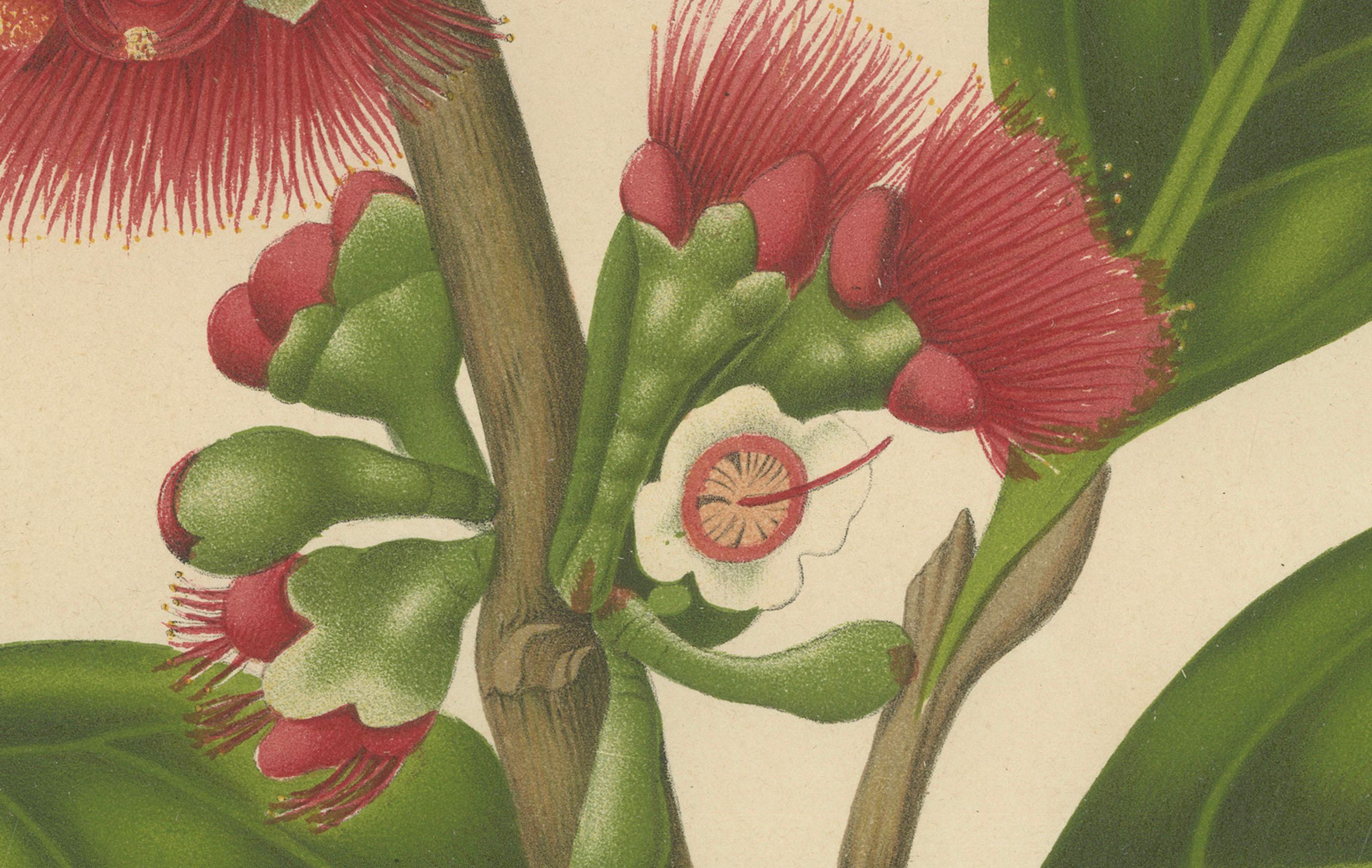Antique Wax Apple Blossom Botanical Chromolithograph by Hoola van Nooten, c.1880