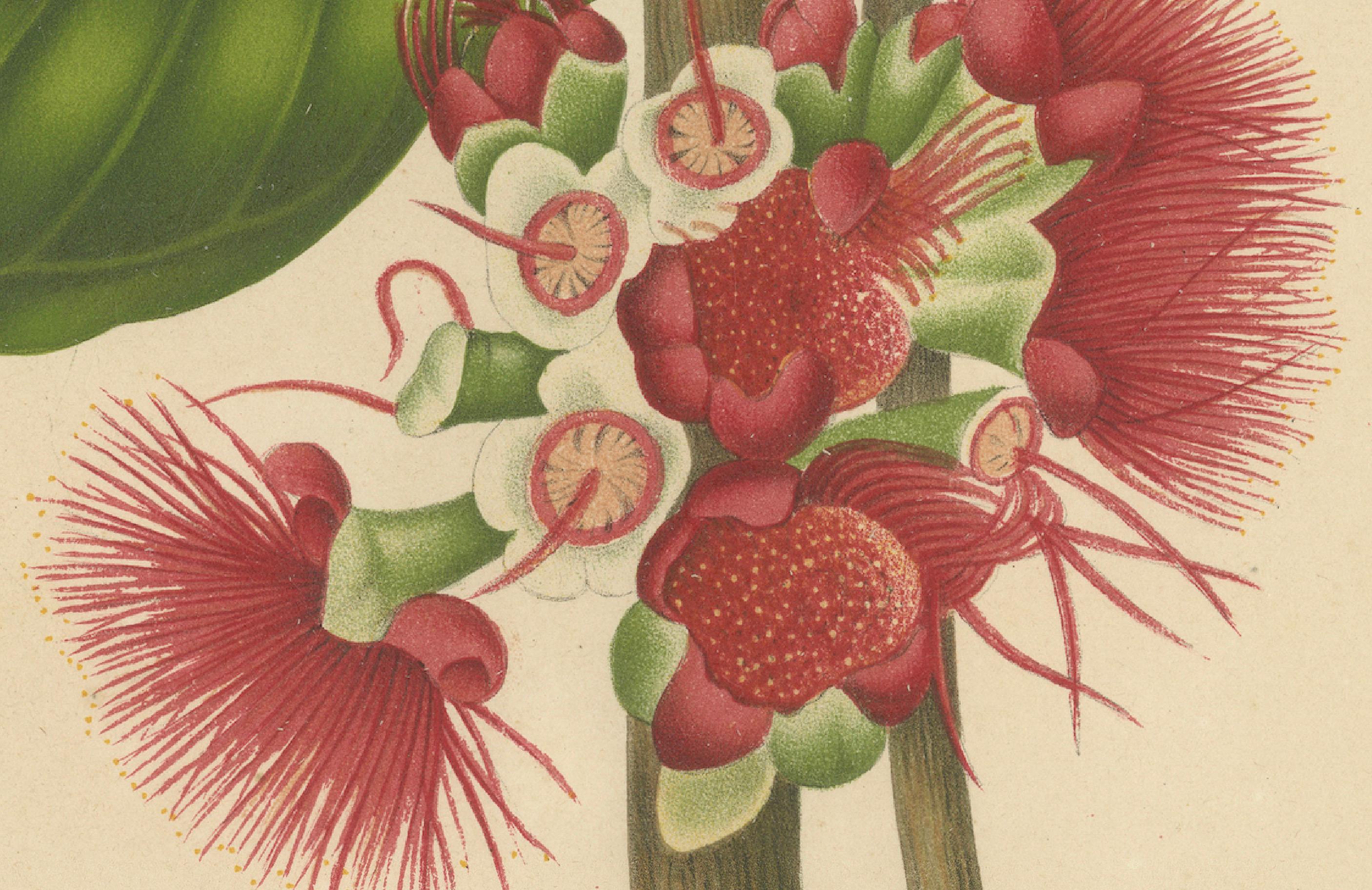 Antique Wax Apple Blossom Botanical Chromolithograph by Hoola van Nooten, c.1880