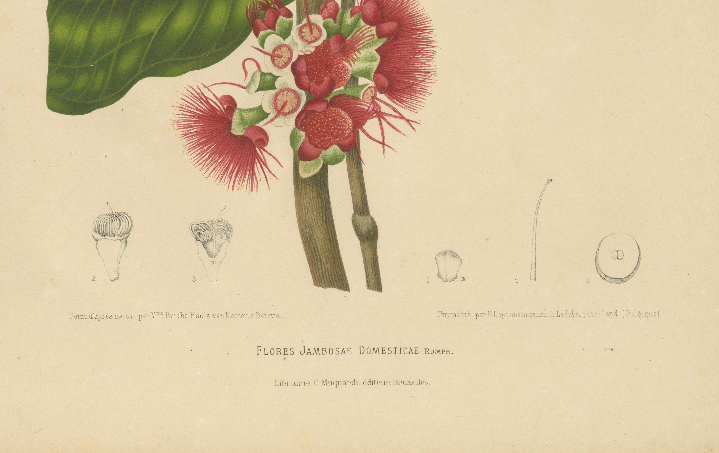 Antique Wax Apple Blossom Botanical Chromolithograph by Hoola van Nooten, c.1880