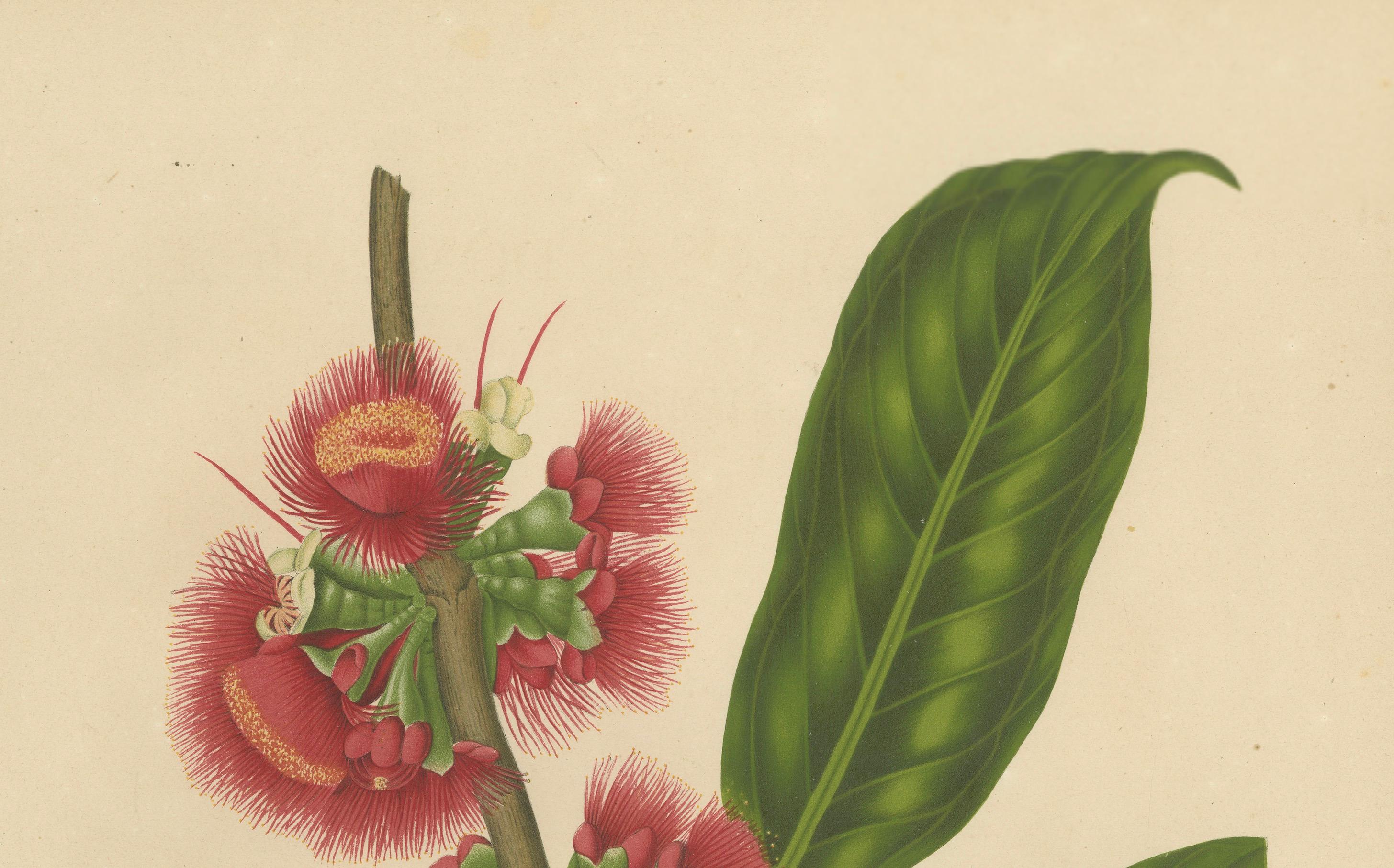 Antique Wax Apple Blossom Botanical Chromolithograph by Hoola van Nooten, c.1880