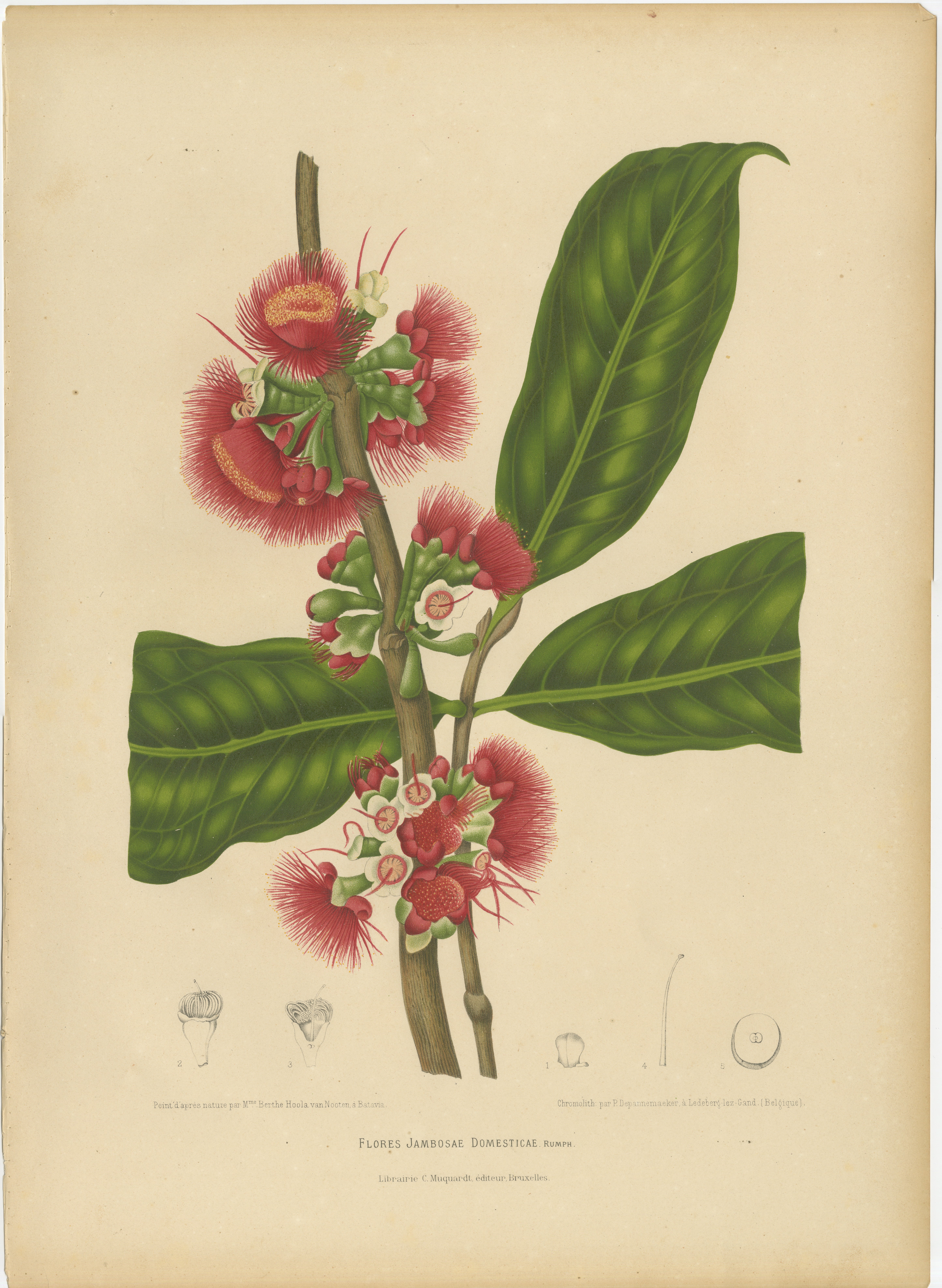 Chromolithographie botanique ancienne représentant une fleur de pomme de cire, par Hoola van Nooten, vers 1880 en vente