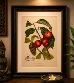 Cromolitografia botanica d’epoca raffigurante un frutto di melo ceroso, opera di Hoola van Nooten, 1880 circa