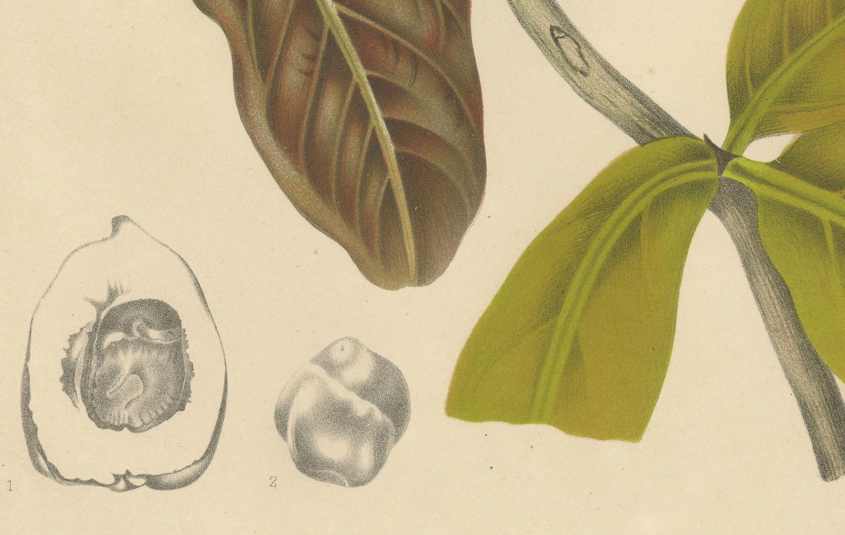 Antique Wax Apple Fruit Botanical Chromolithograph by Hoola van Nooten, c. 1880