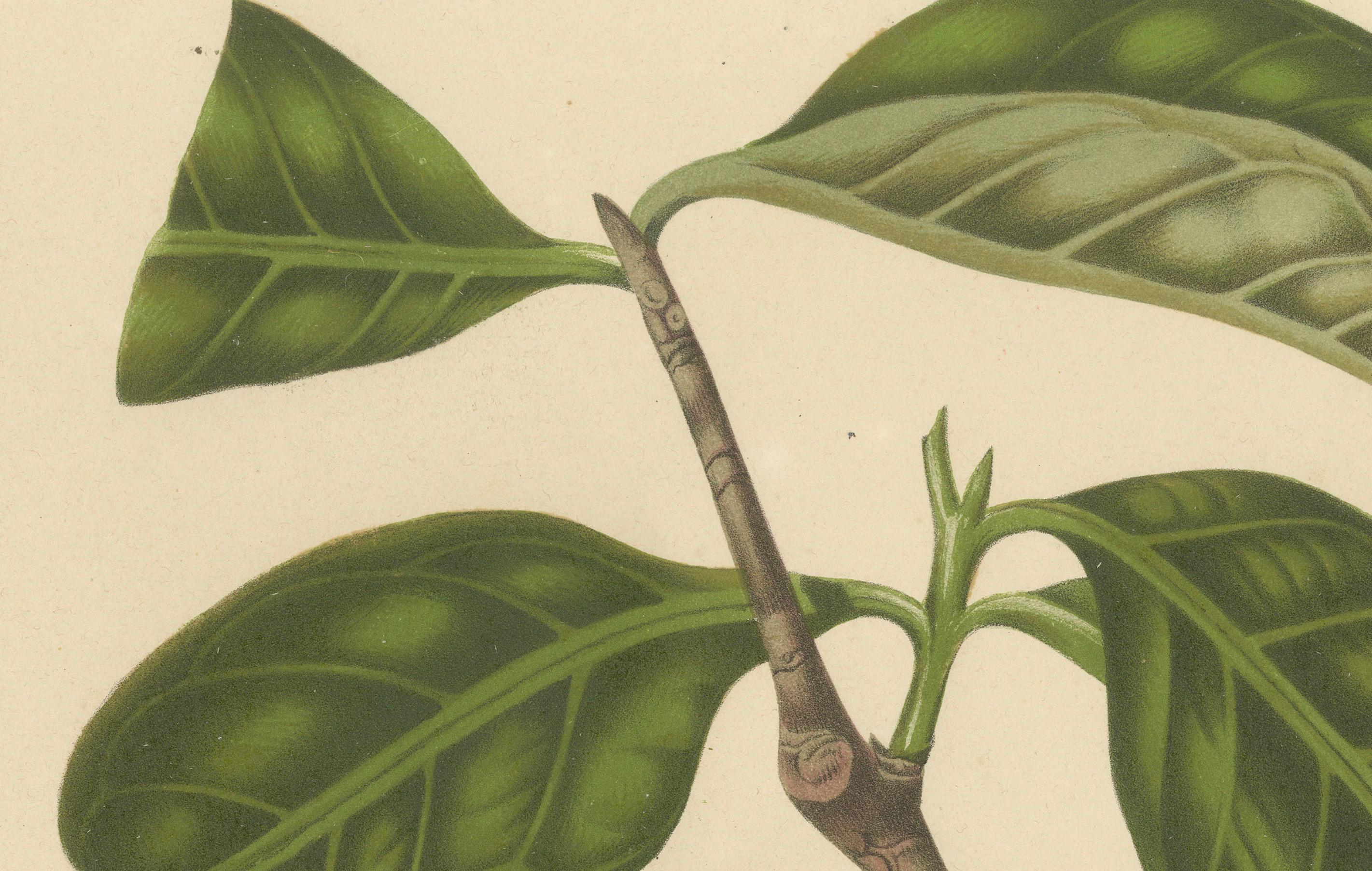 Antique Wax Apple Fruit Botanical Chromolithograph by Hoola van Nooten, c. 1880